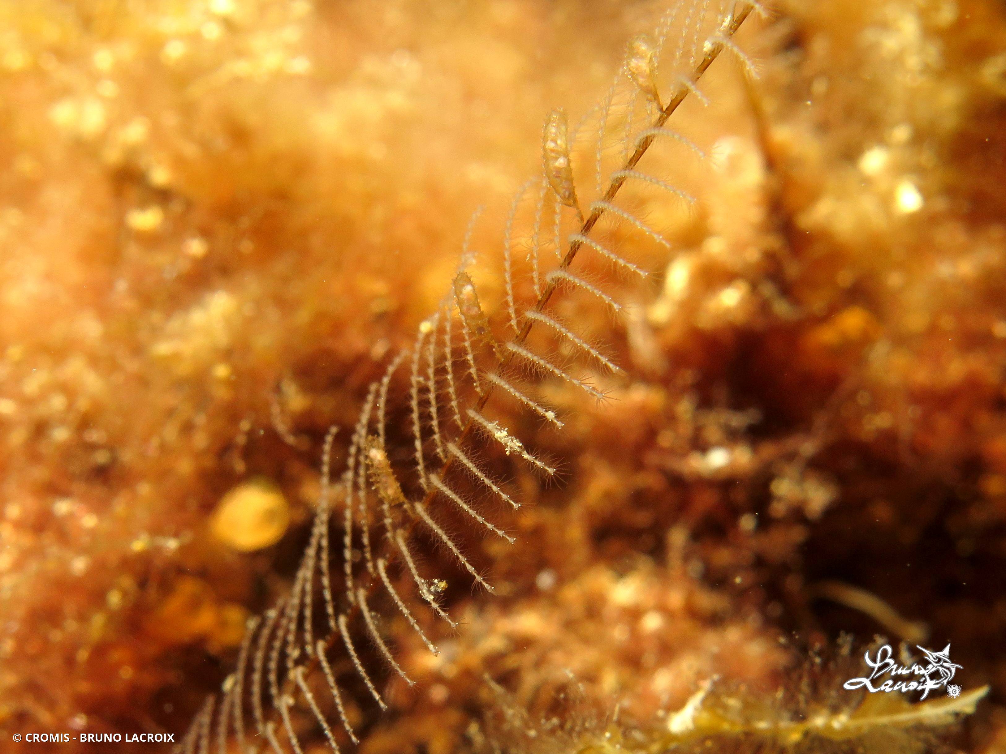 Aglaophénia tubiforme