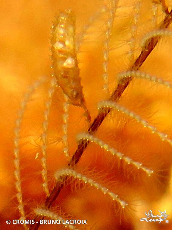 Aglaophénia tubiforme