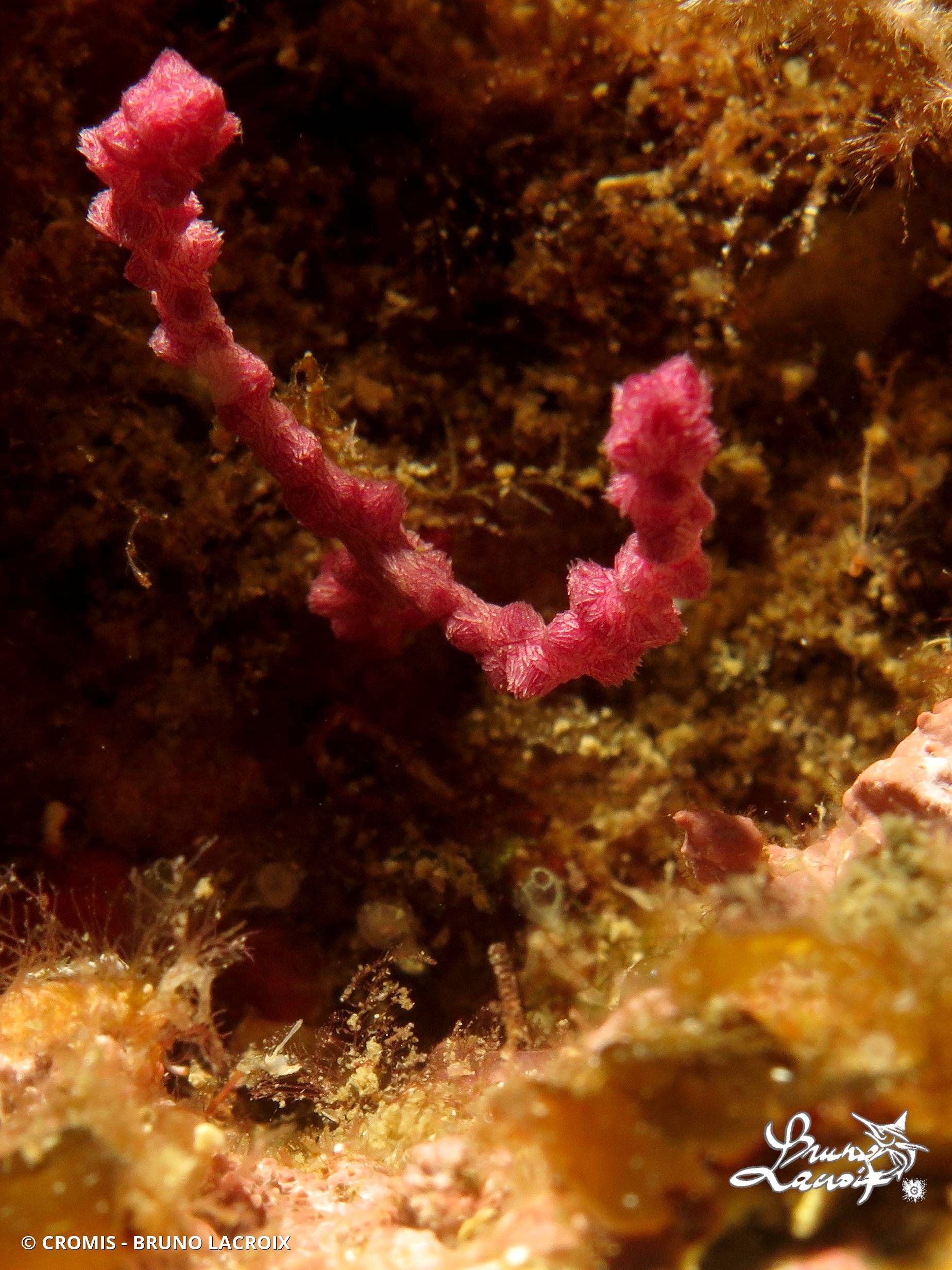 Gorgone pourpre