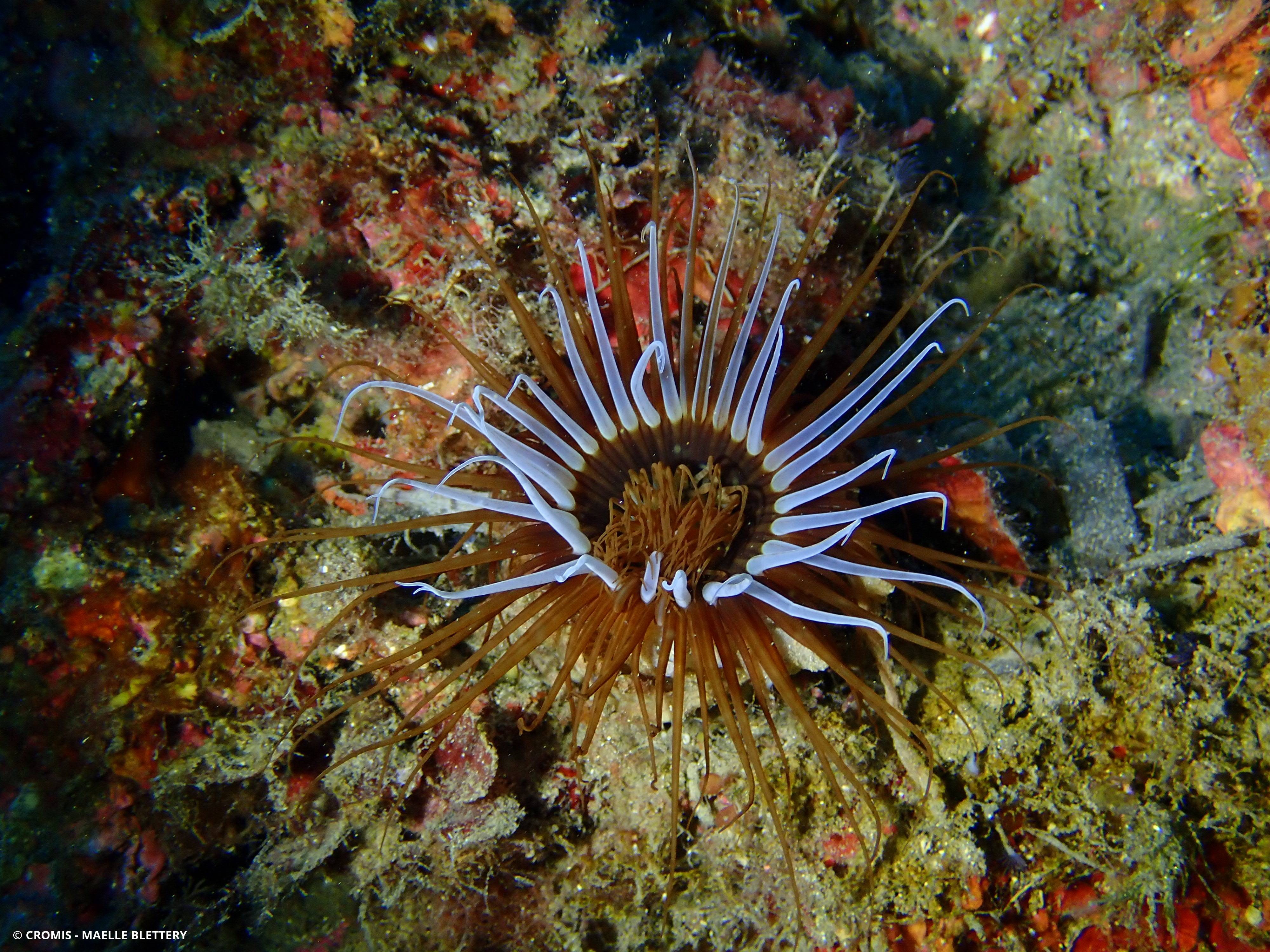 Grand cérianthe