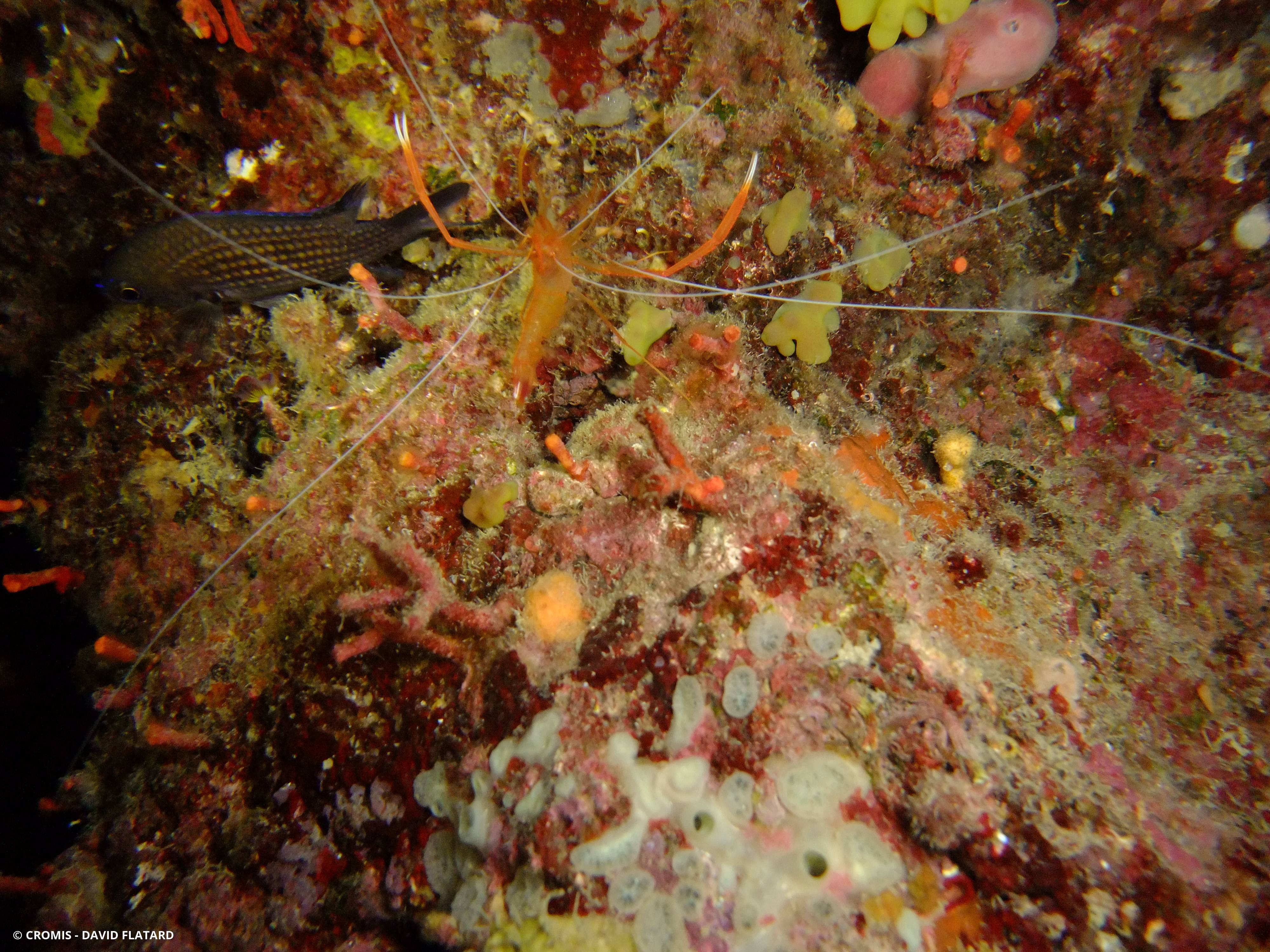Crevette cavernicole jaune