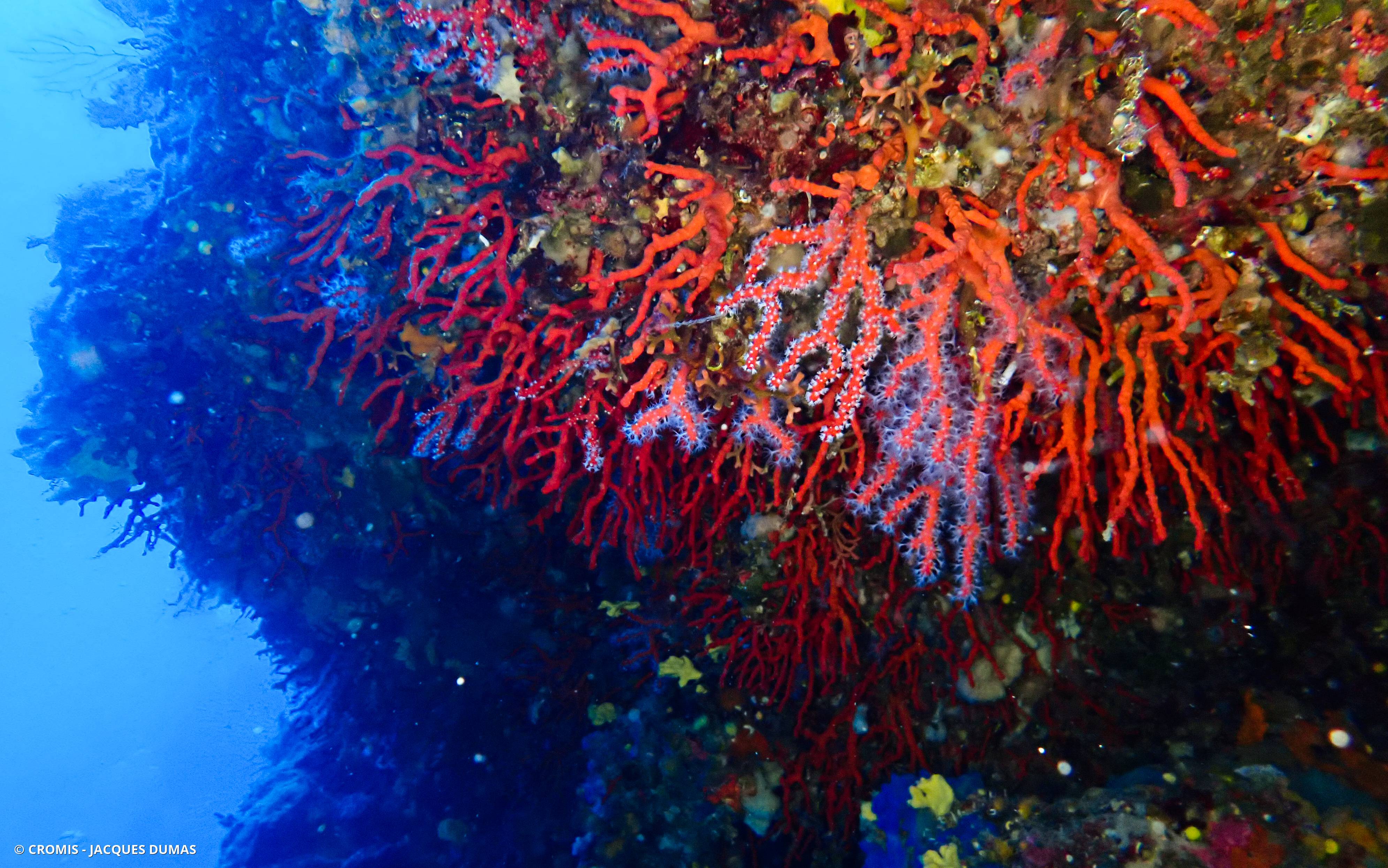 Corail rouge de Méditerranée