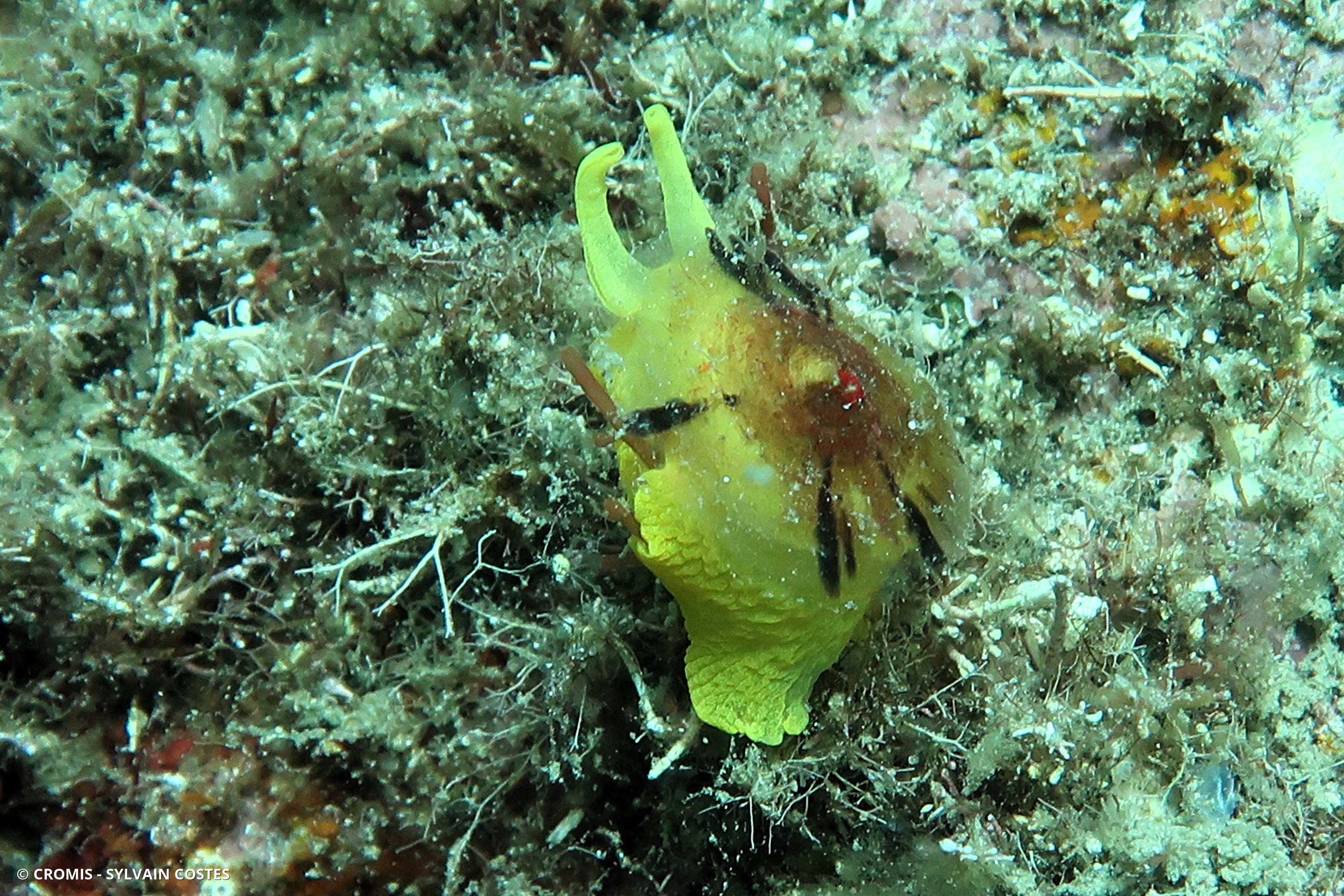 Tylodine jaune