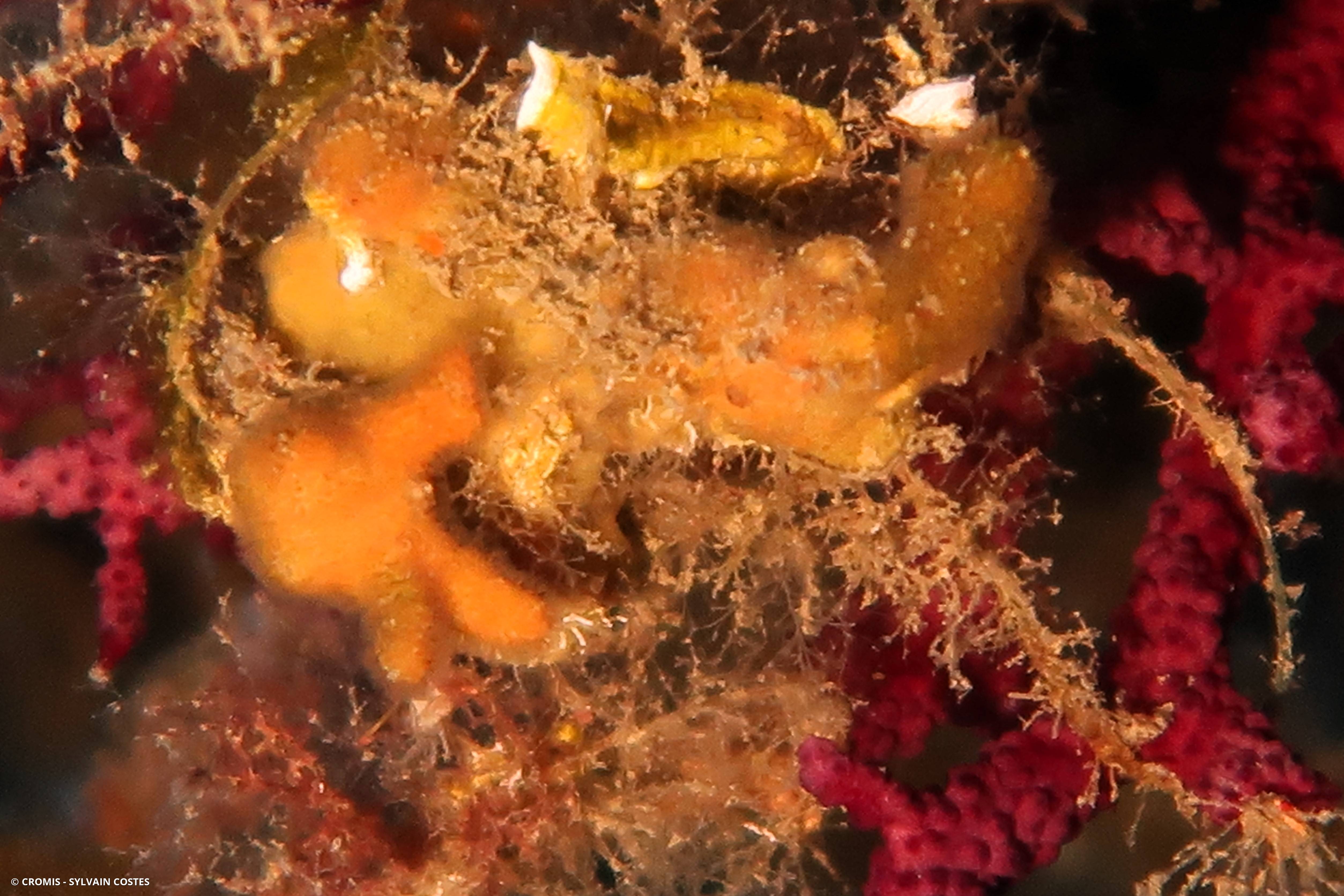Turbicellépore cornu de Méditerranée