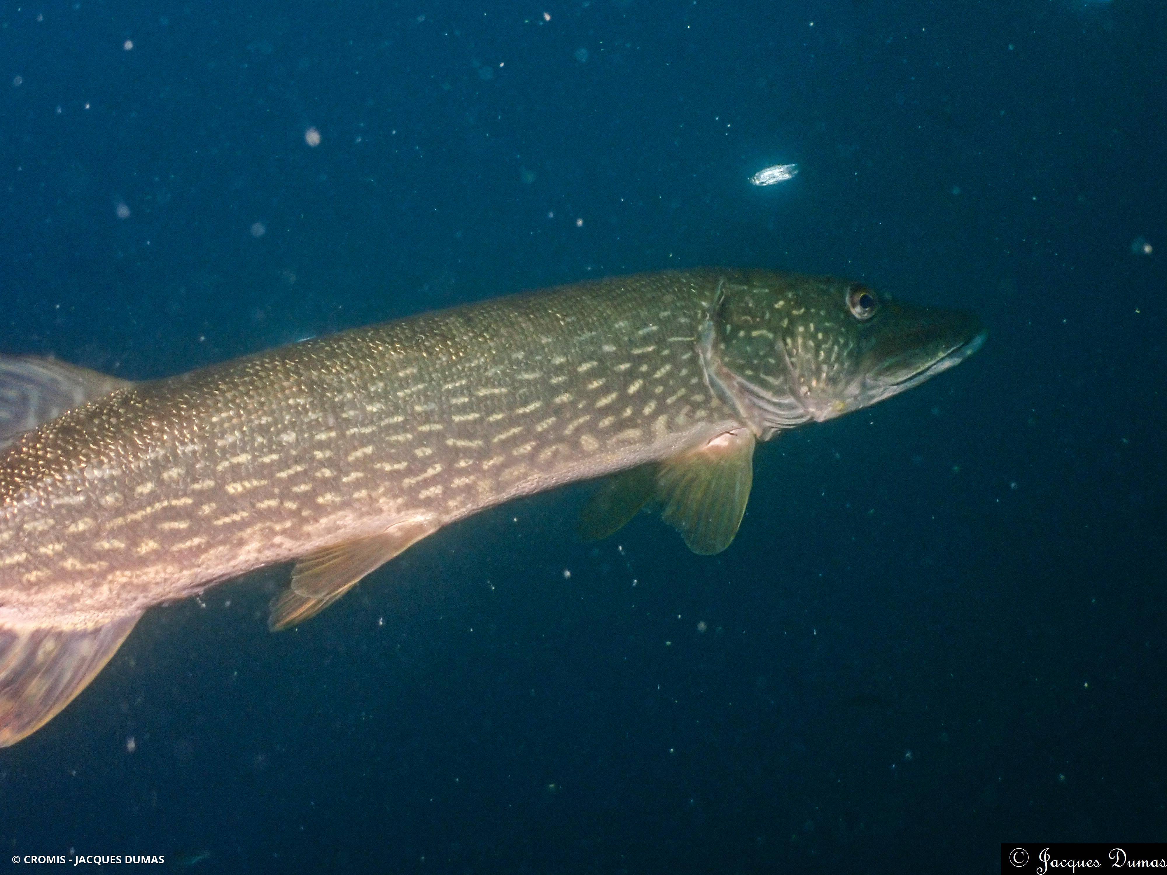 Brochet