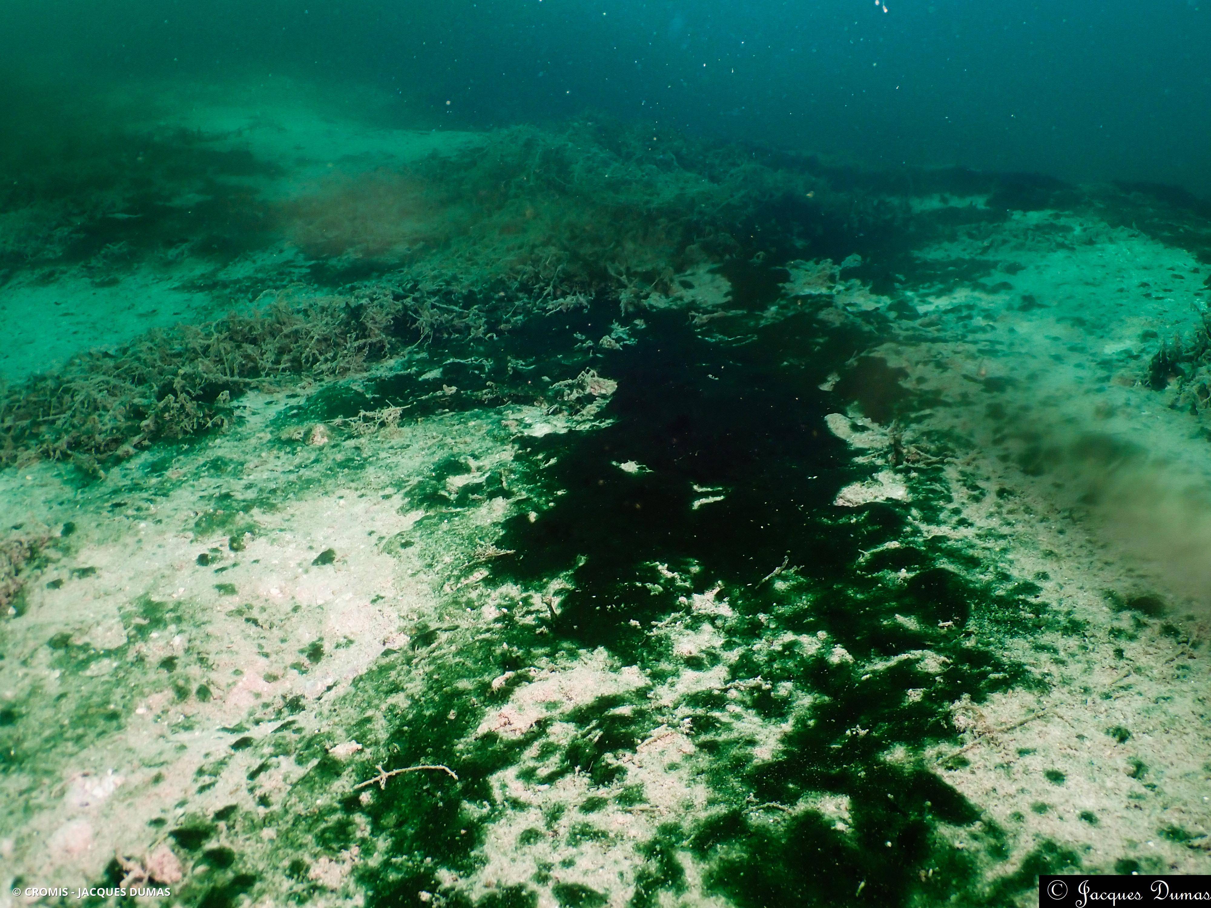 Cyanobactérie de Martens