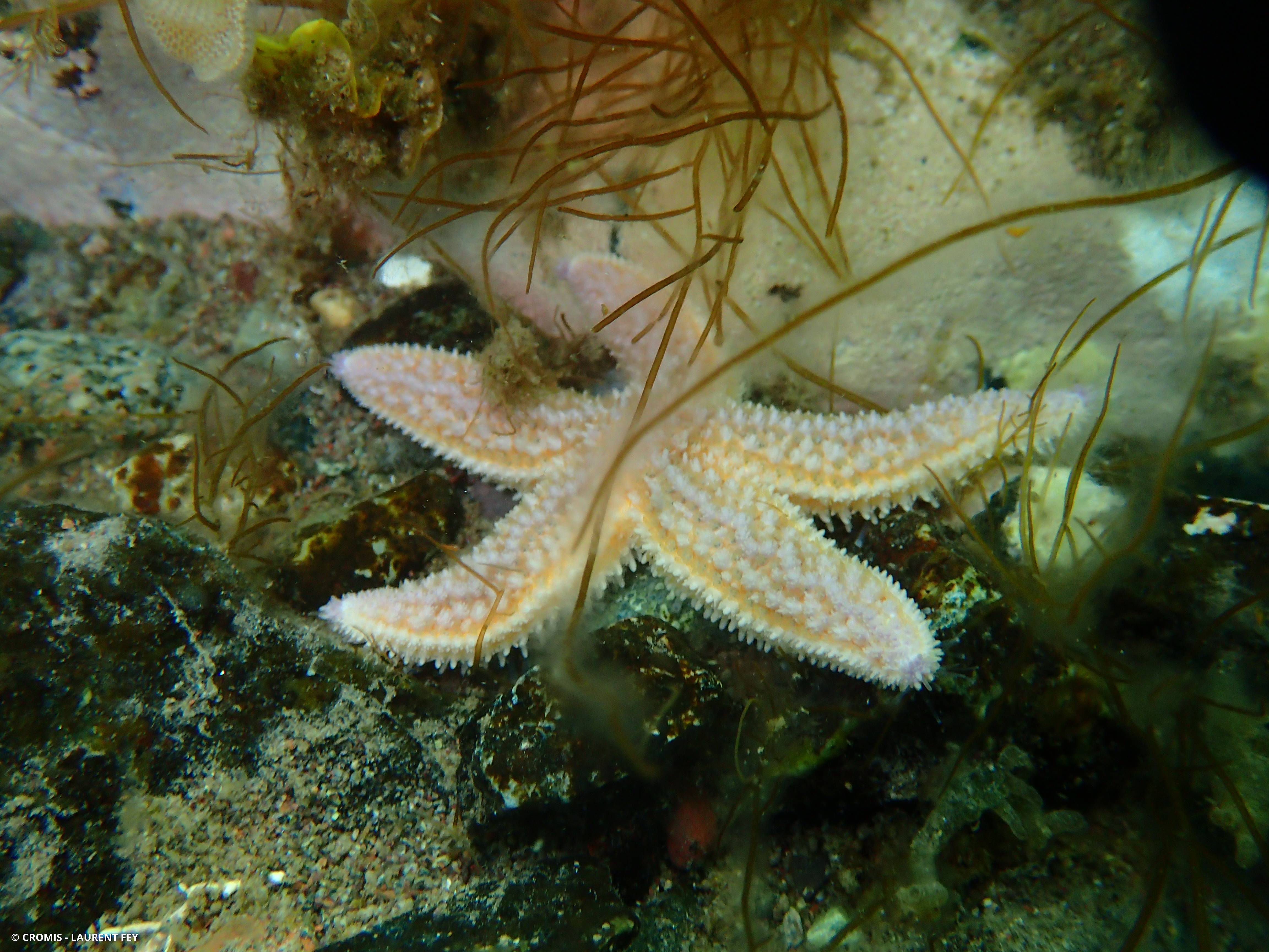 Étoile de mer commune