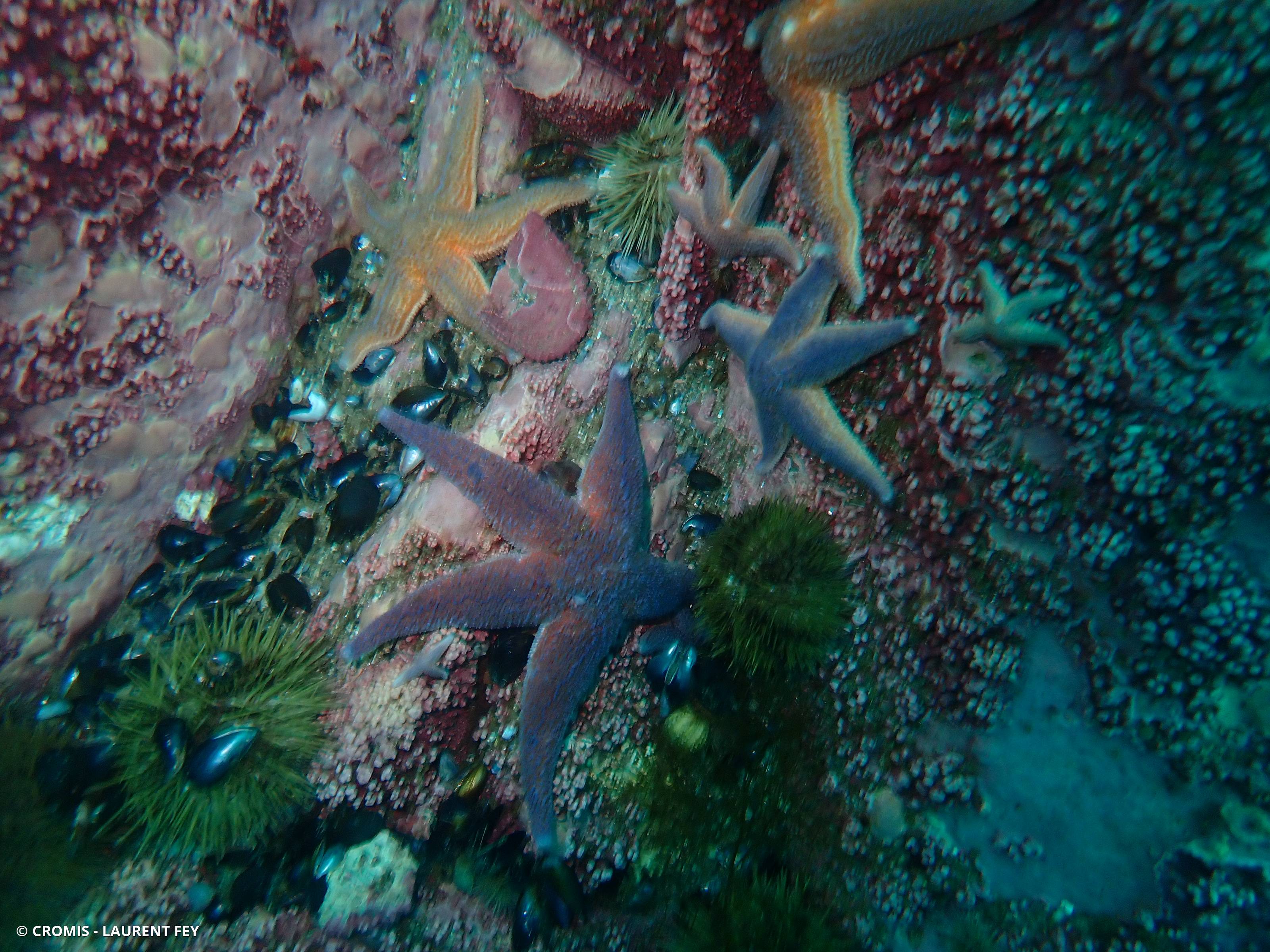 Étoile de mer commune