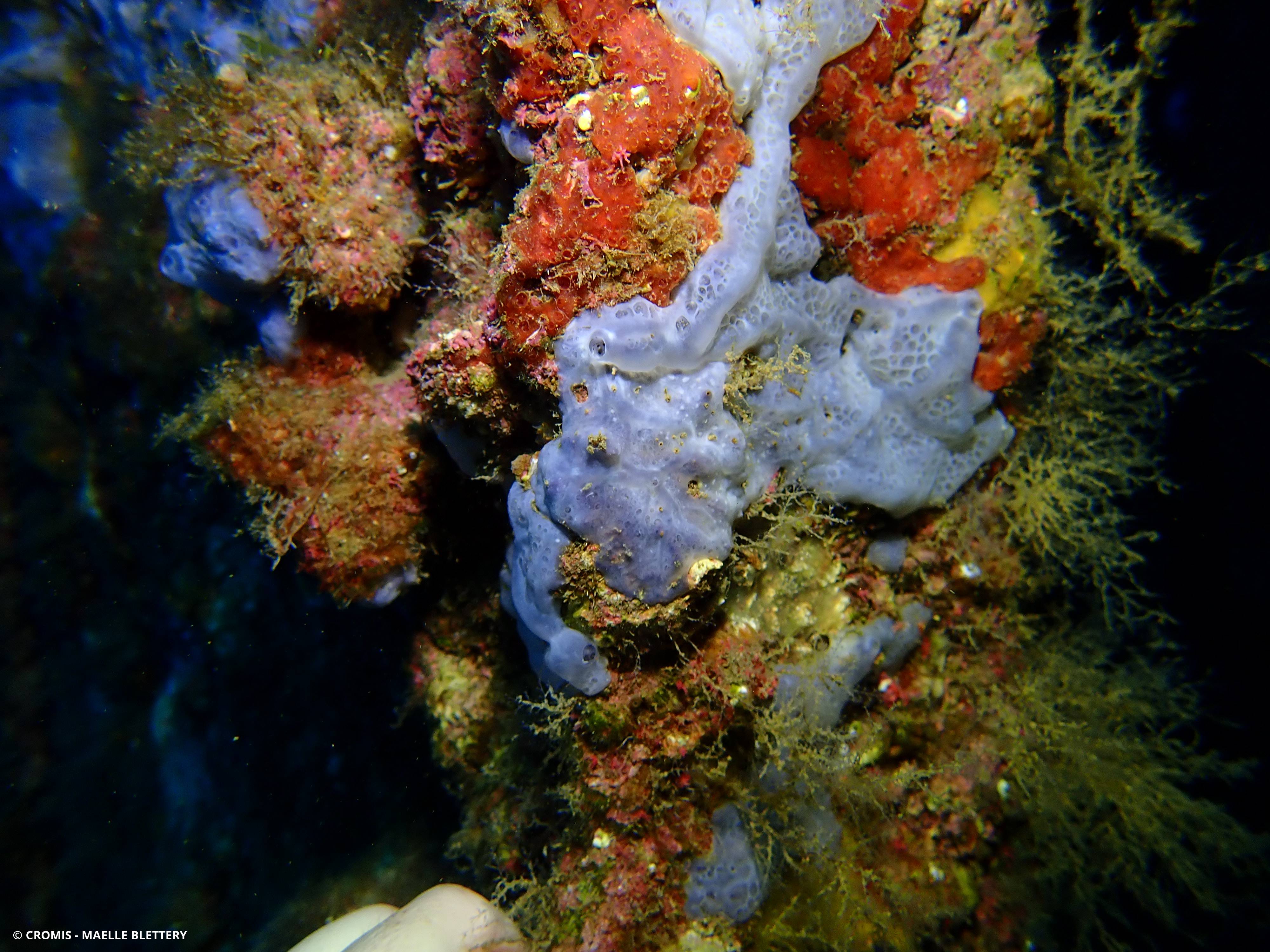 Eponge encroûtante bleuâtre