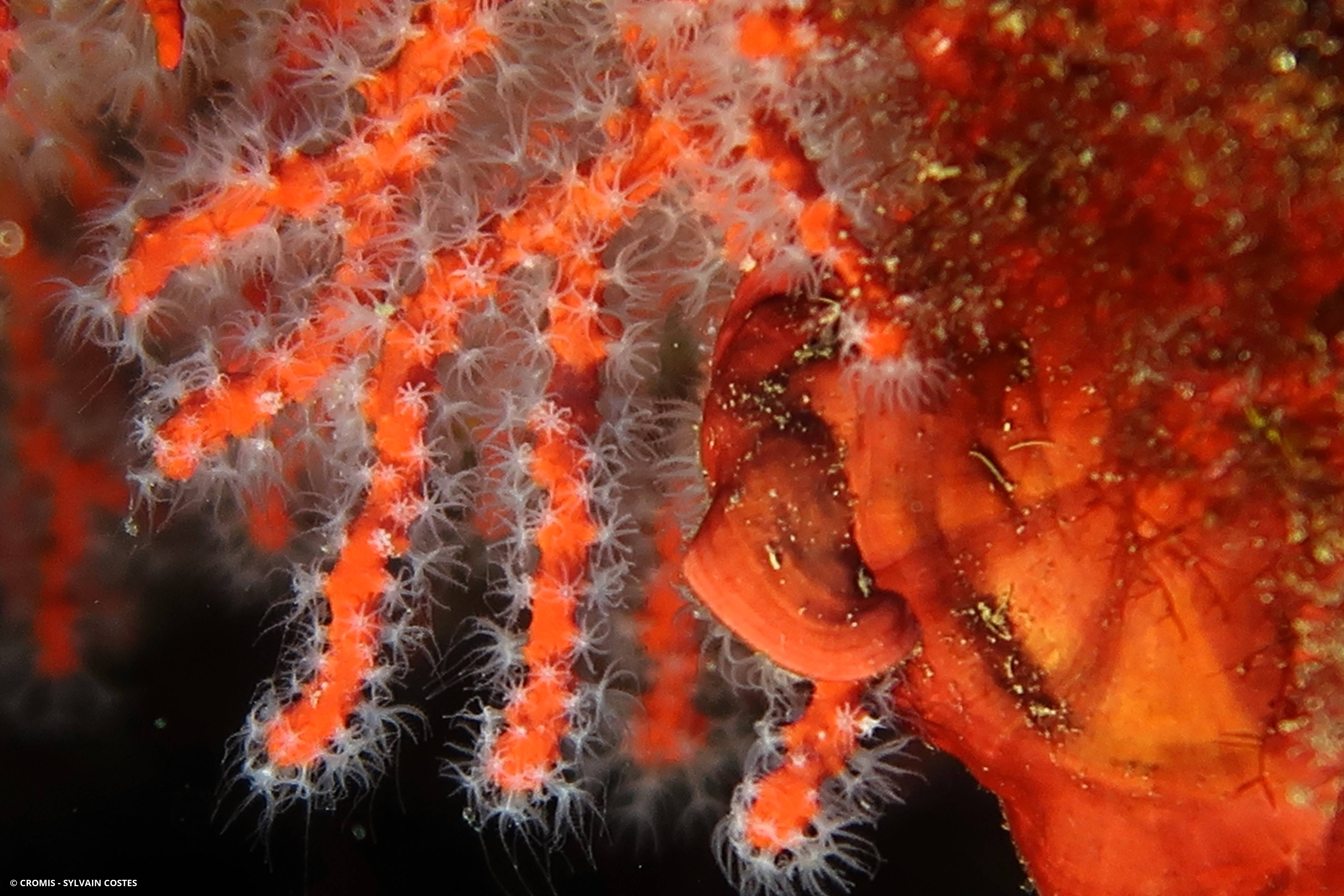 Corail rouge de Méditerranée