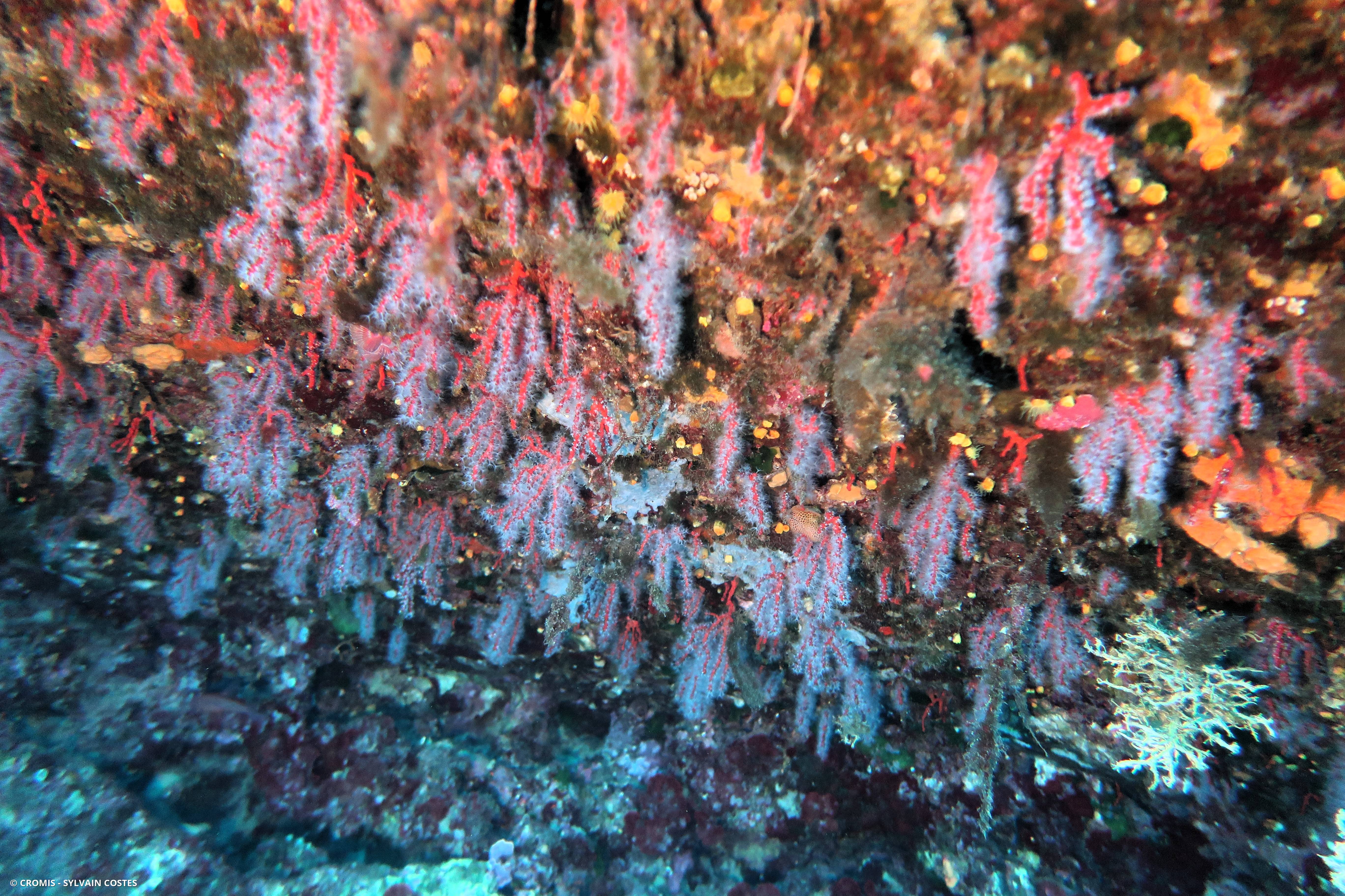 Corail rouge de Méditerranée