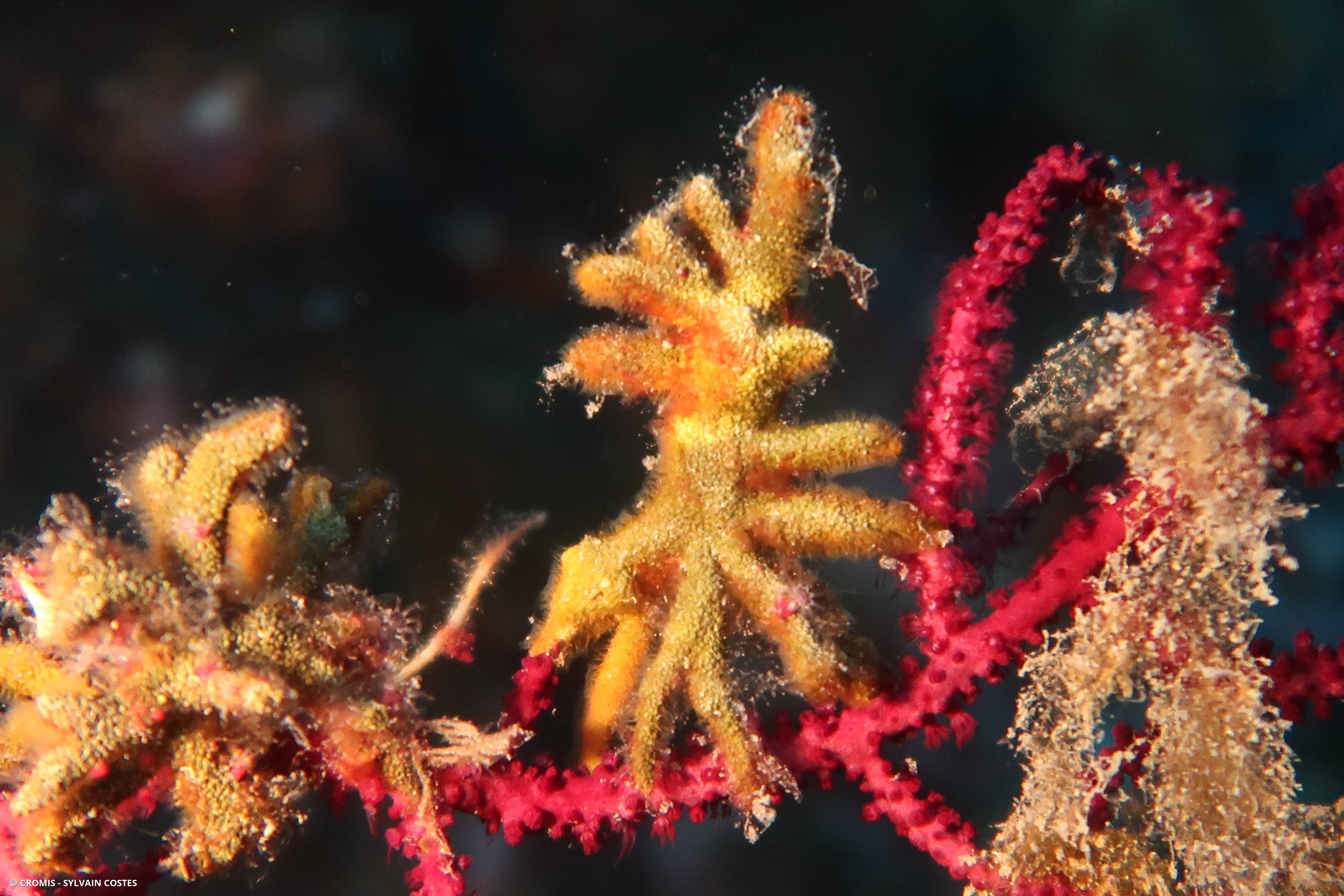 Turbicellépore cornu de Méditerranée