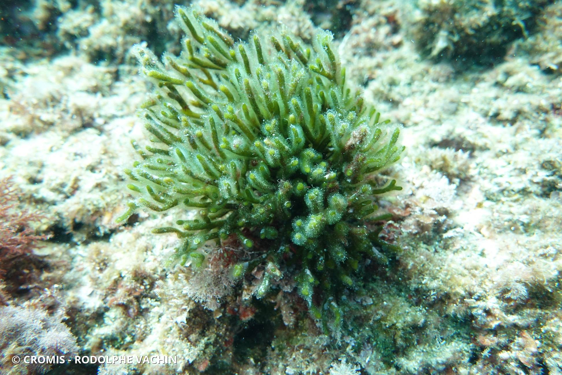 Codium fragile