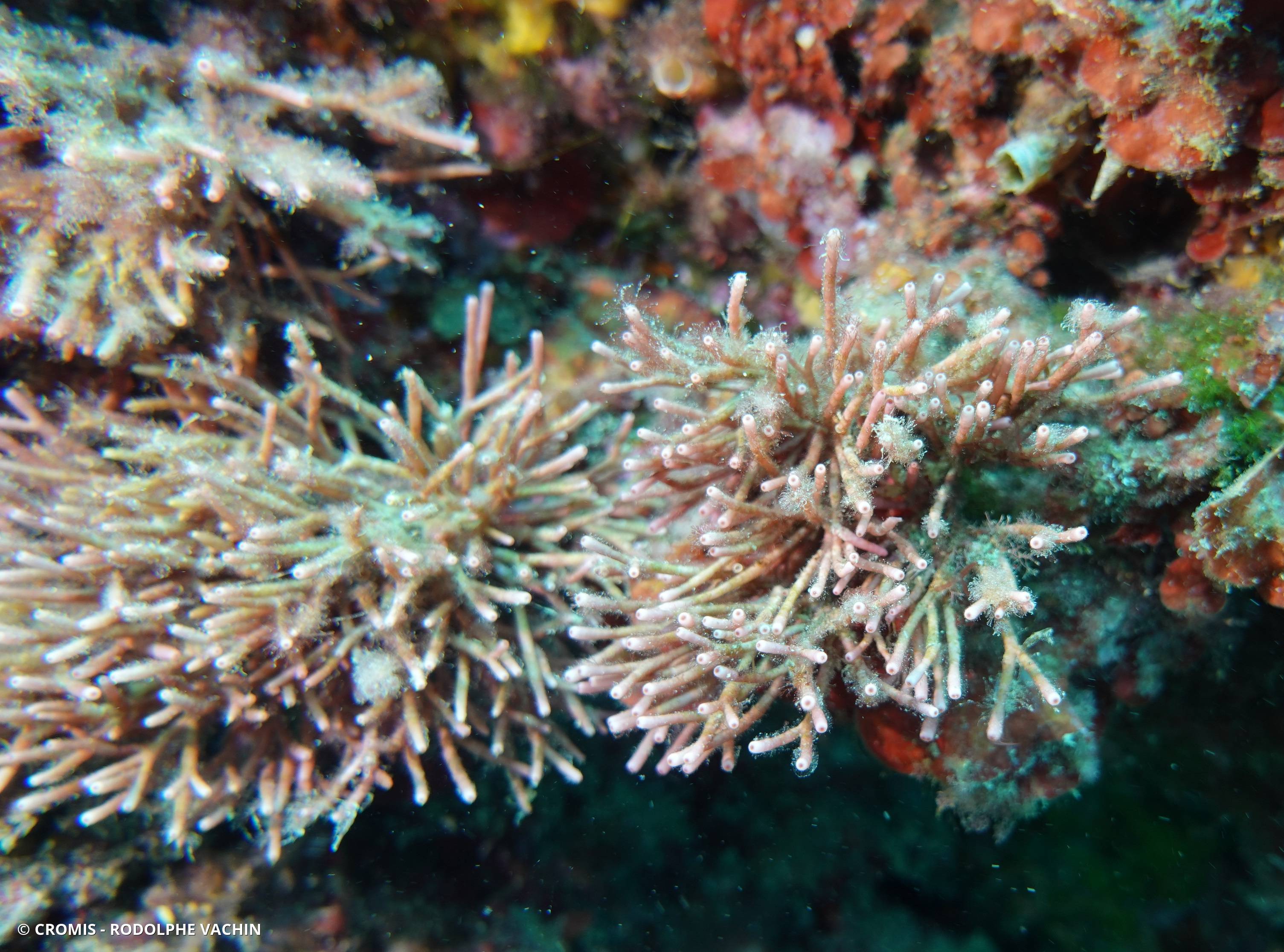 Tricléocarpe fragile