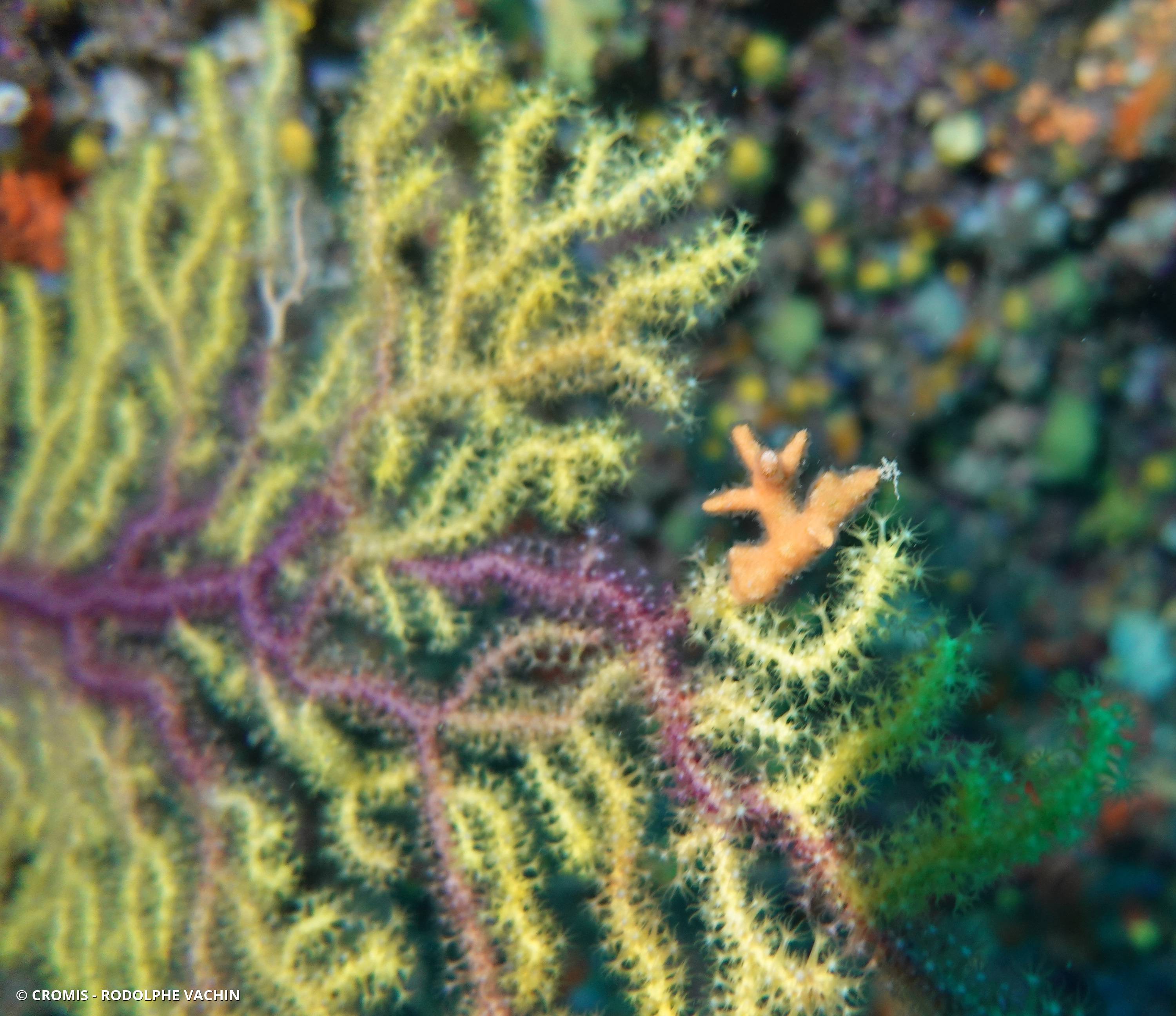 Turbicellépore cornu de Méditerranée