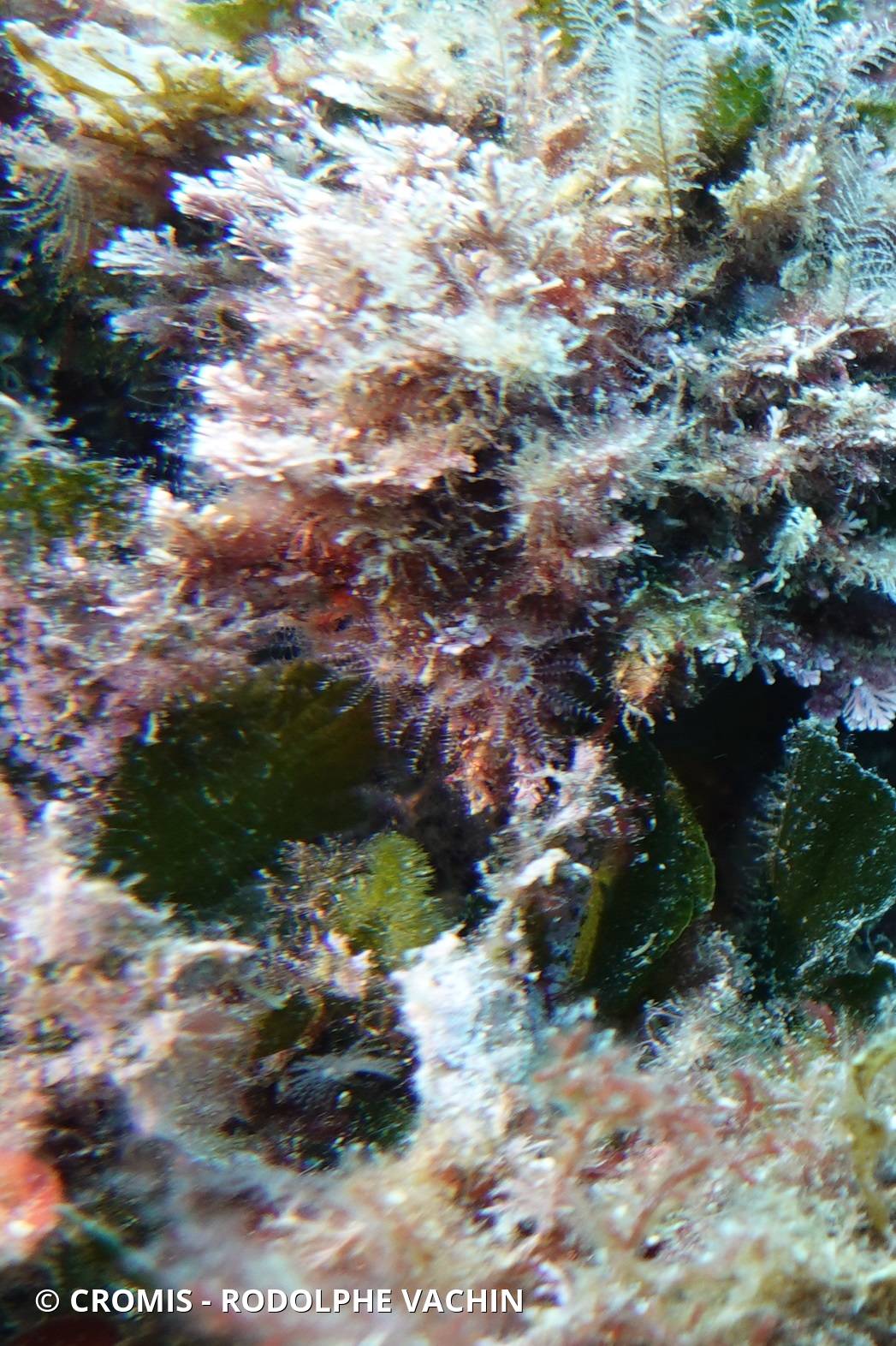 Clavulaire commune