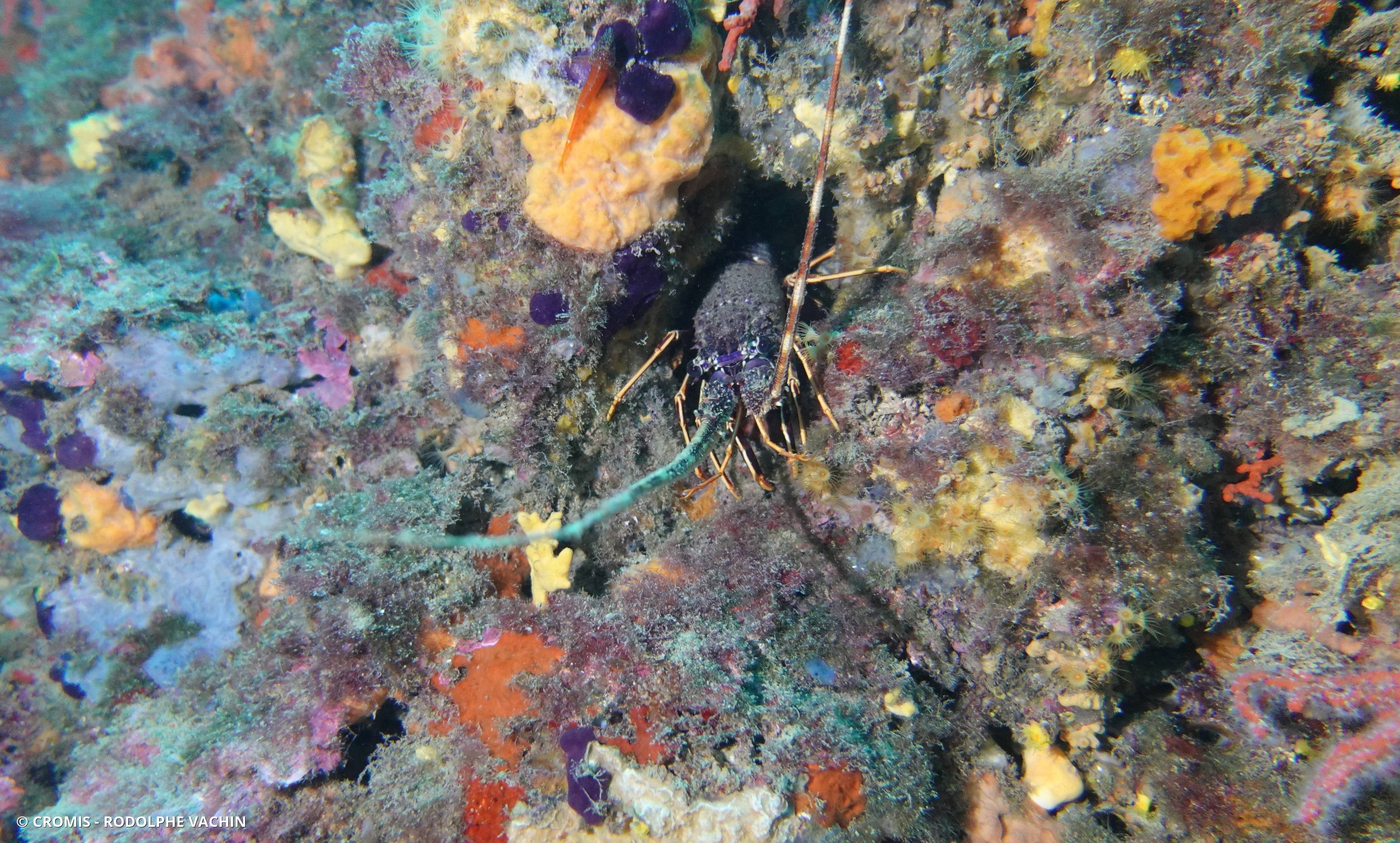 Langouste rouge