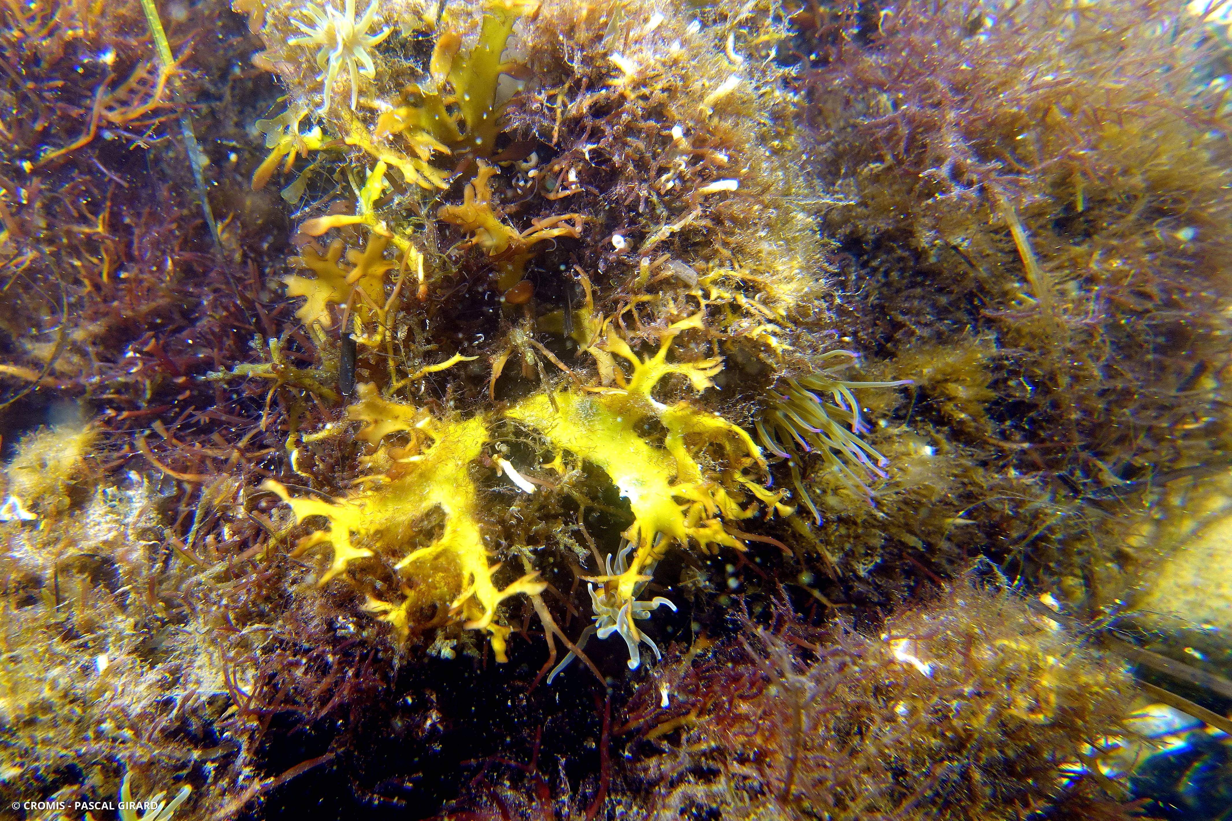 Chondrus géant forme flabellée