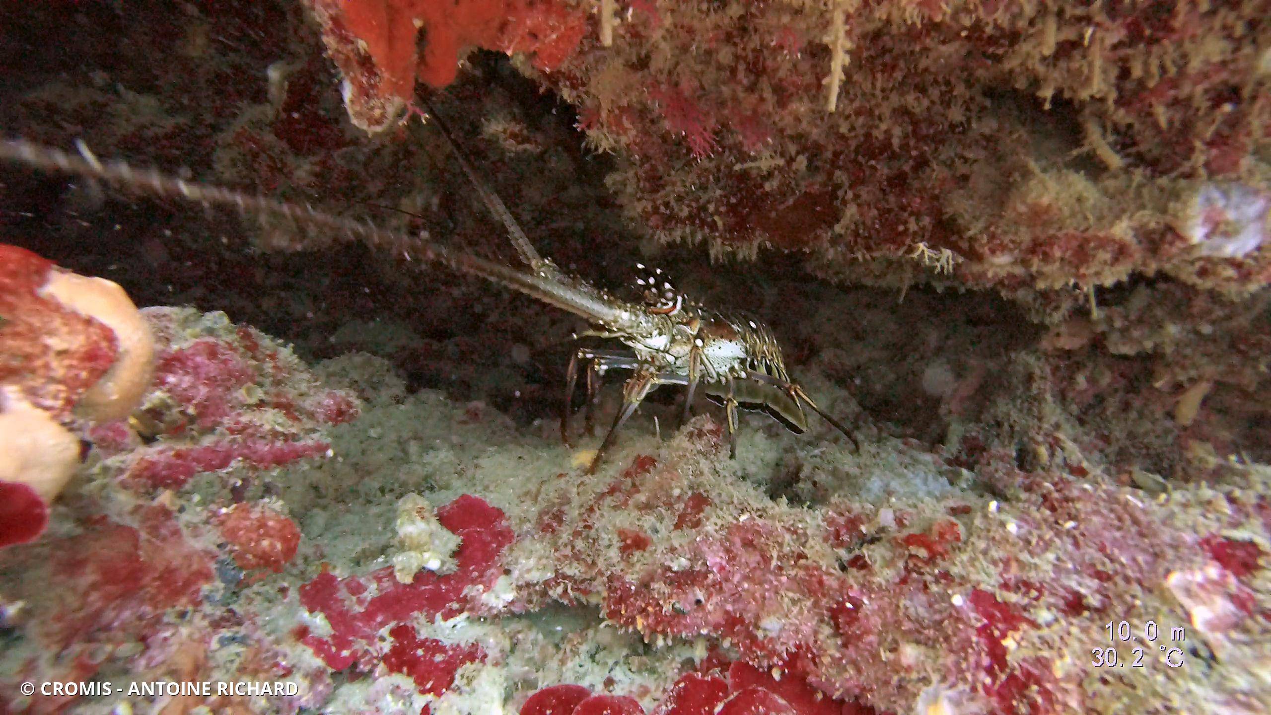 Langouste des Caraïbes