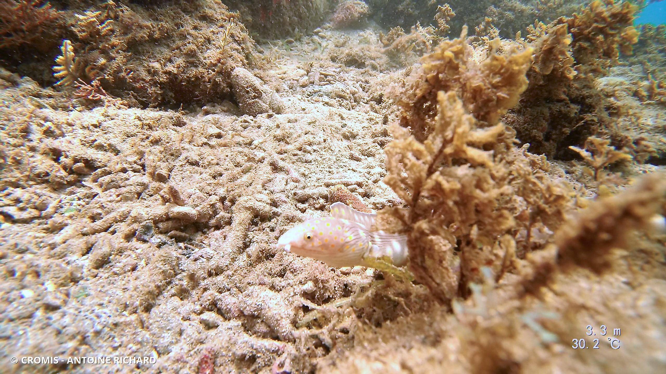 Serpentine dorée