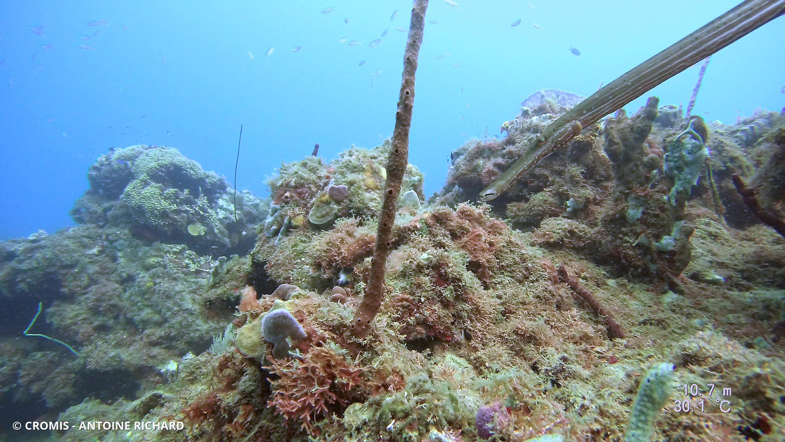 Poisson-trompette des Caraïbes