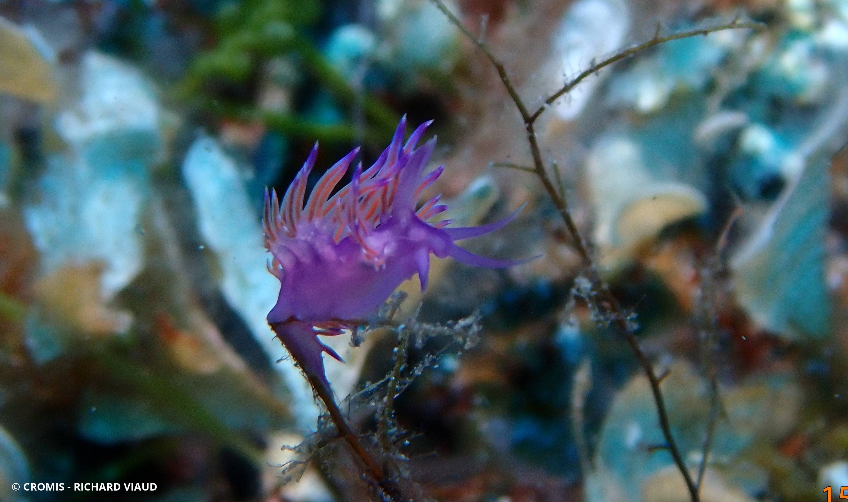 Flabelline mauve