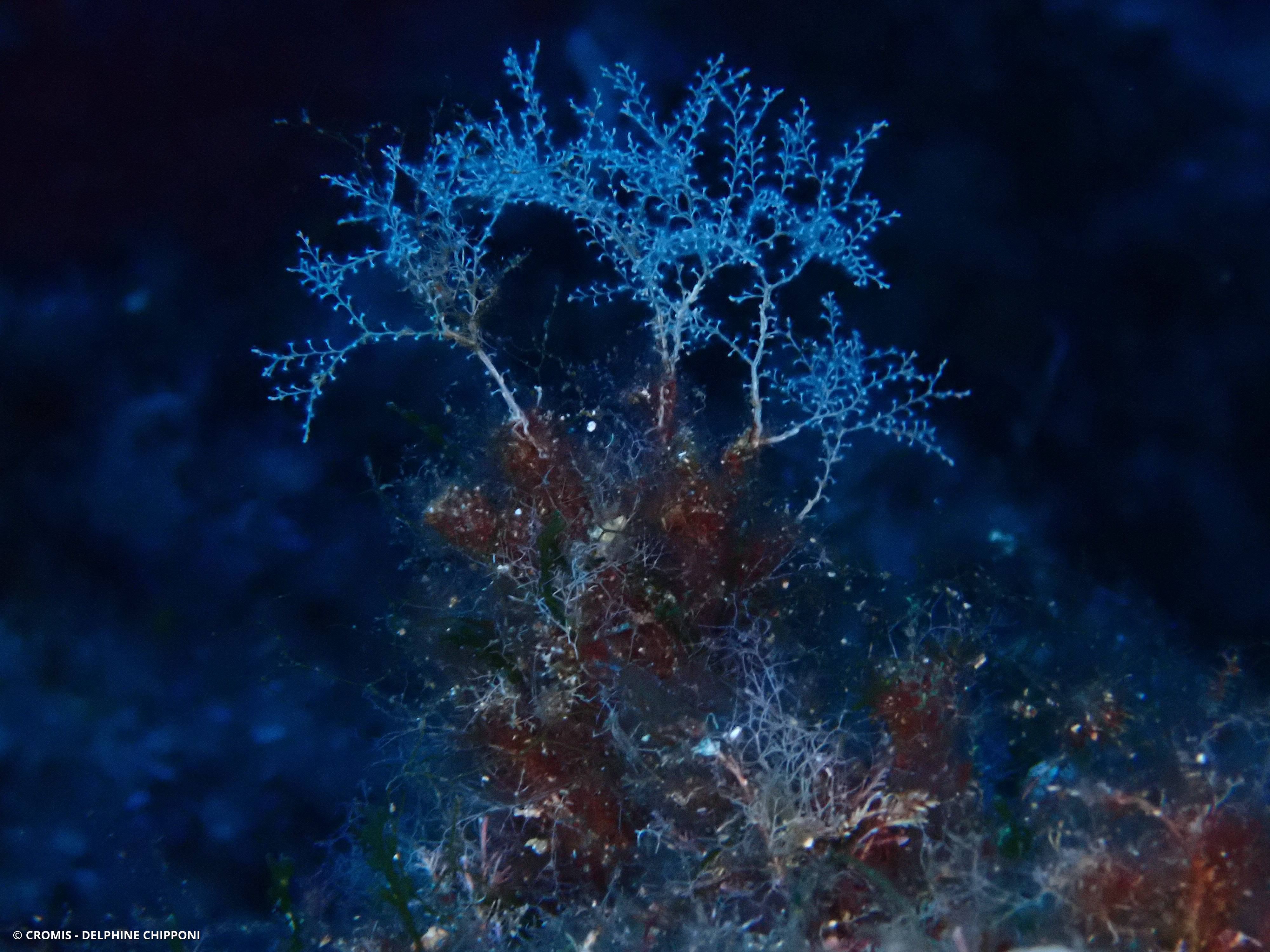 Hydraire des amarres