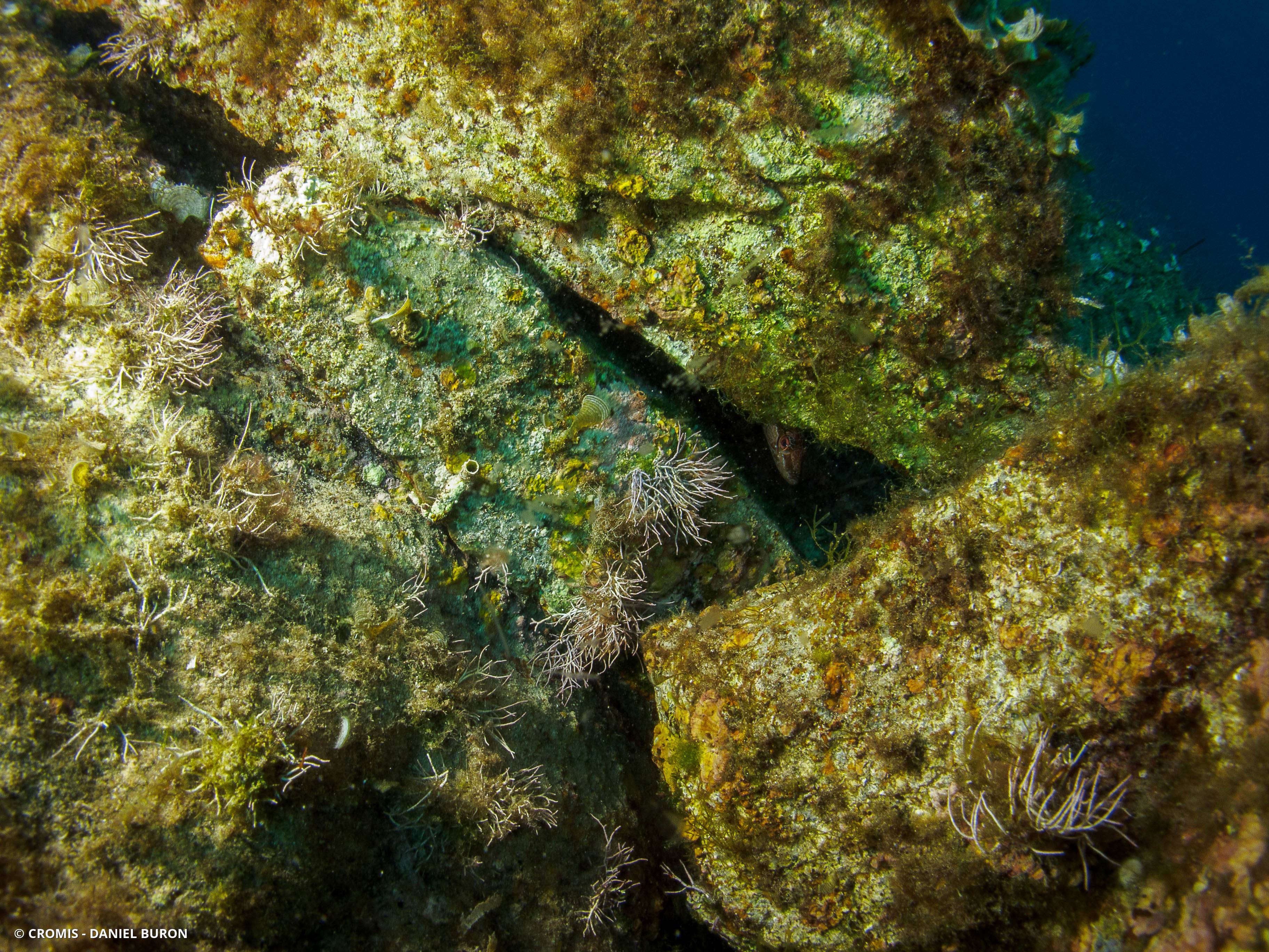 Amphiroa rigide