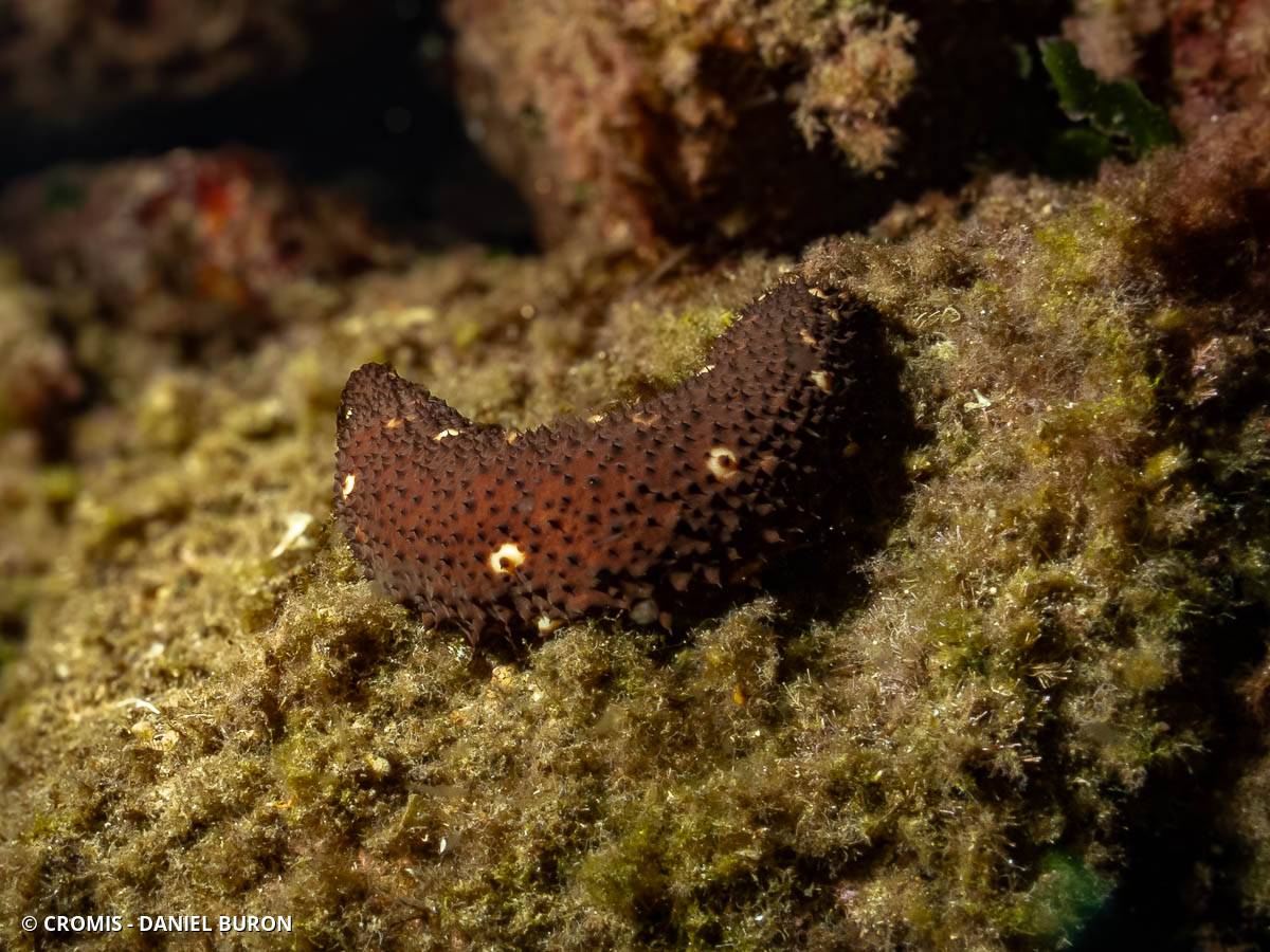Concombre cracheur marron