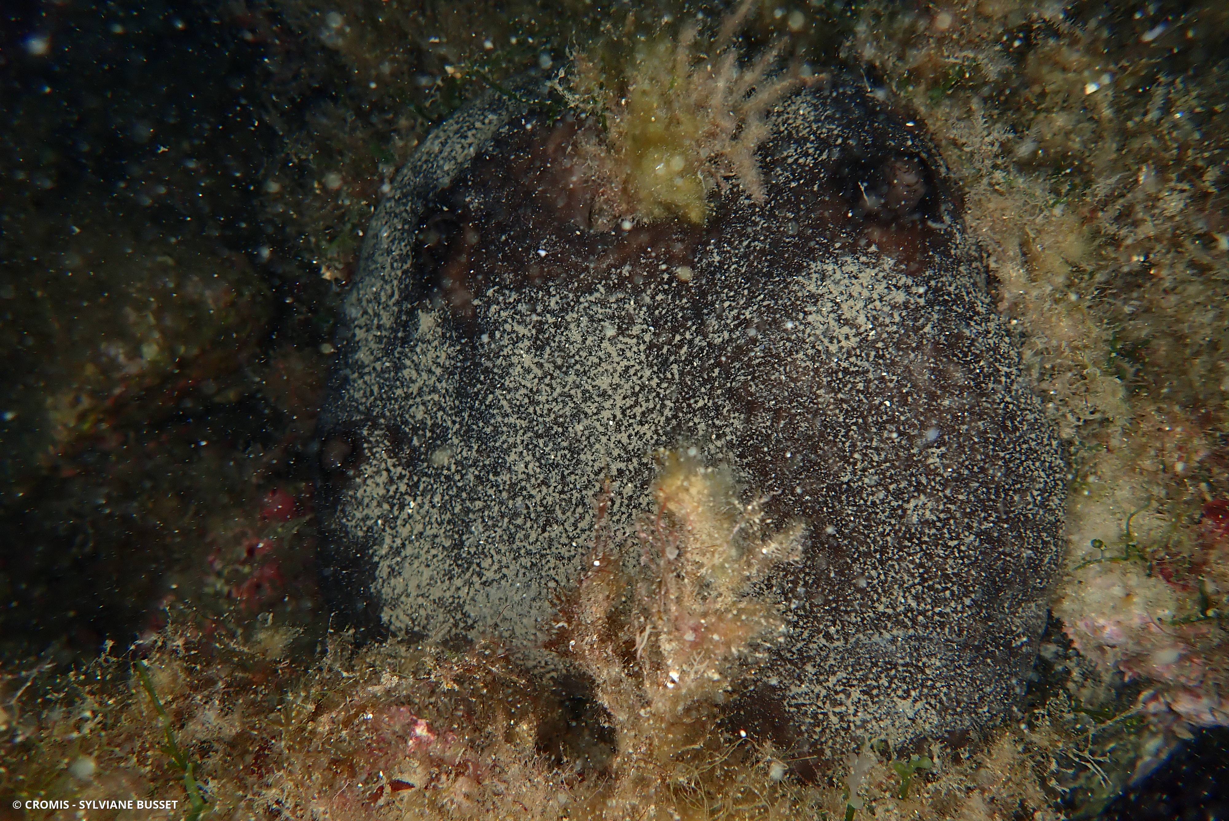 Eponge fétide