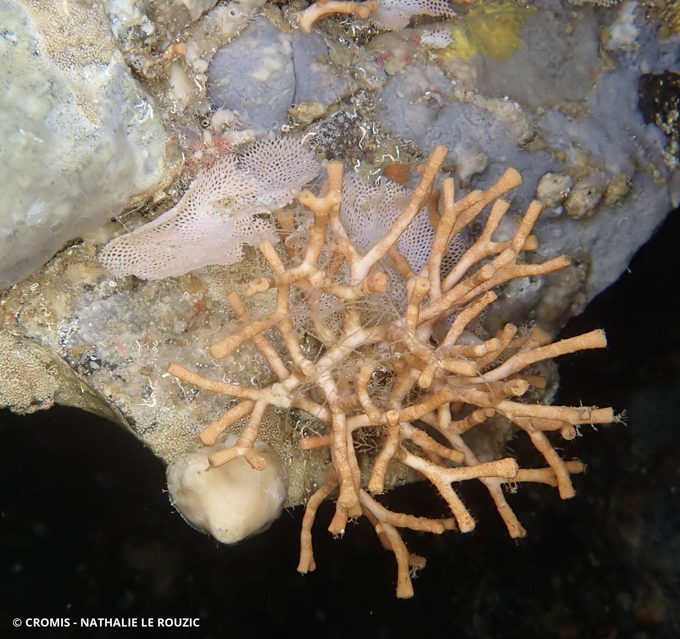 Dentelle des grottes