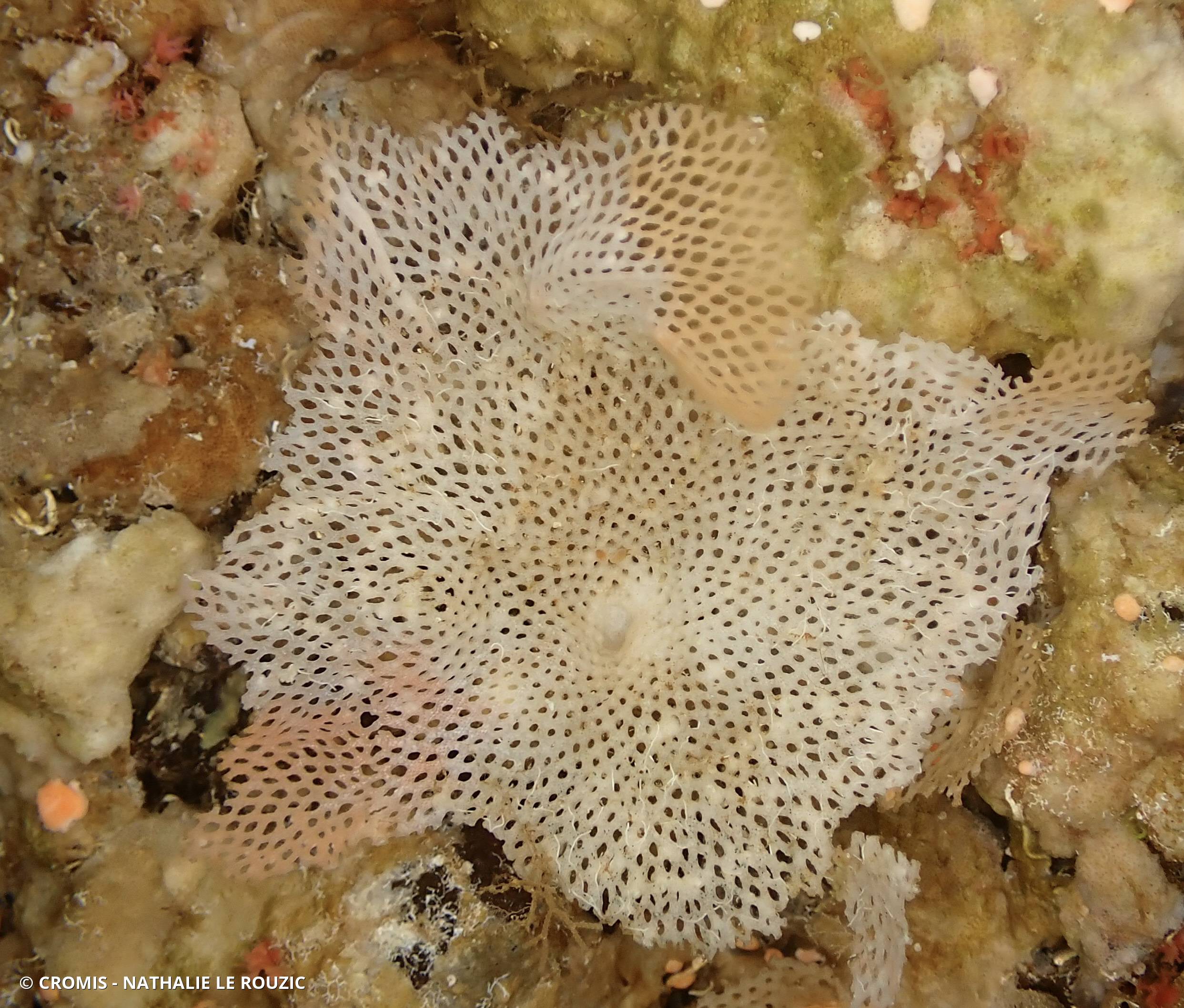 Dentelle des grottes