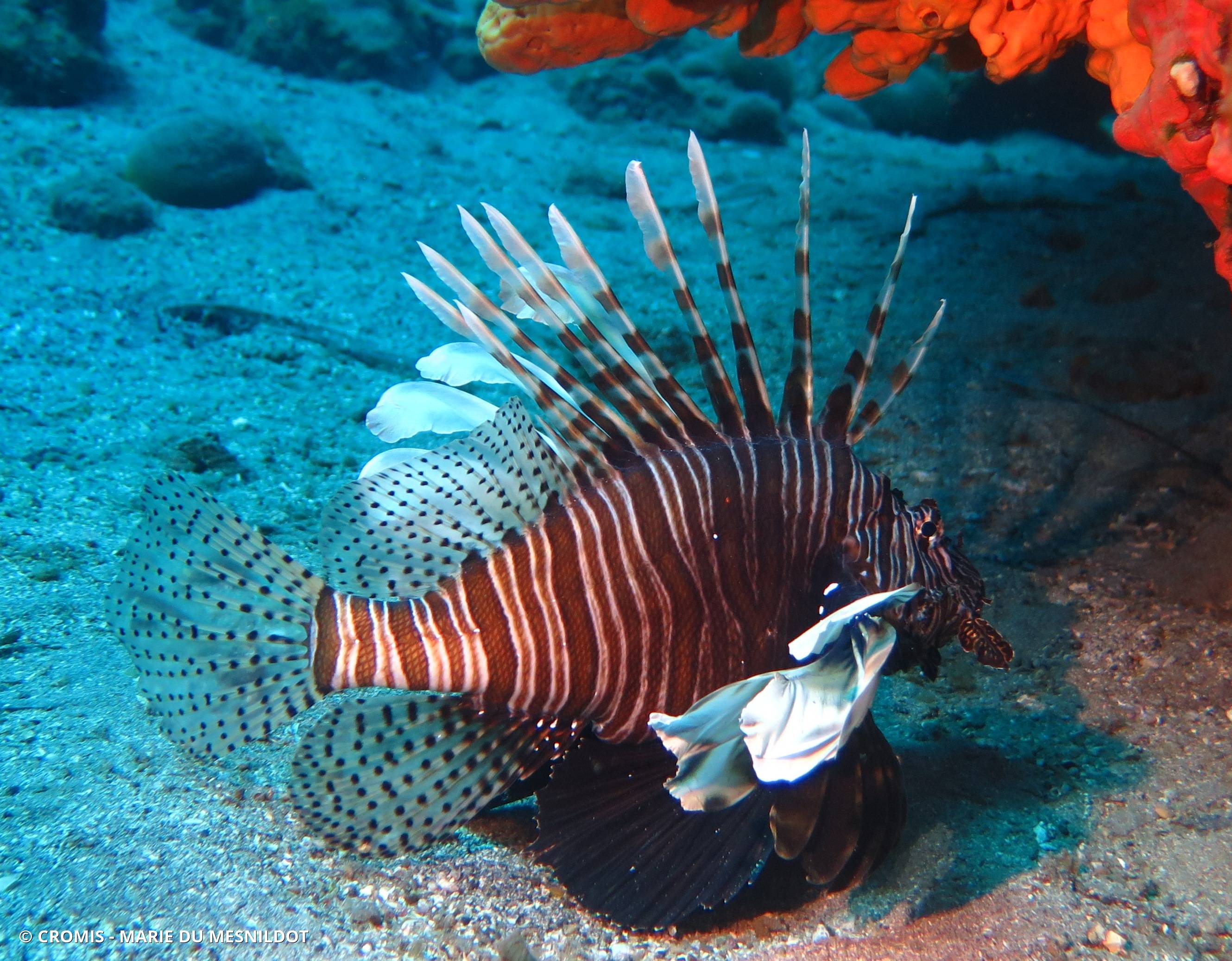 Poisson-lion de Mer Rouge