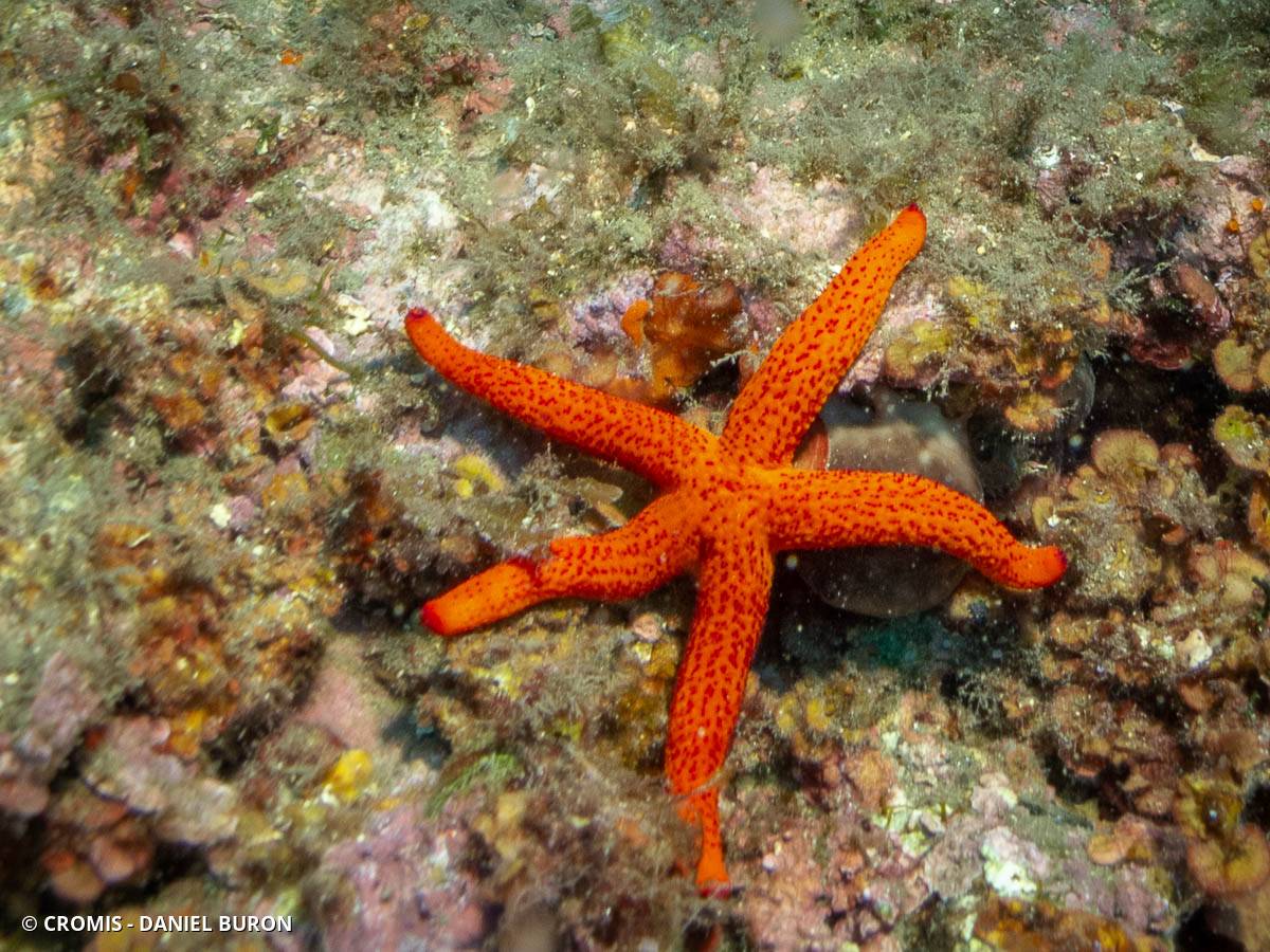 Etoile de mer rouge