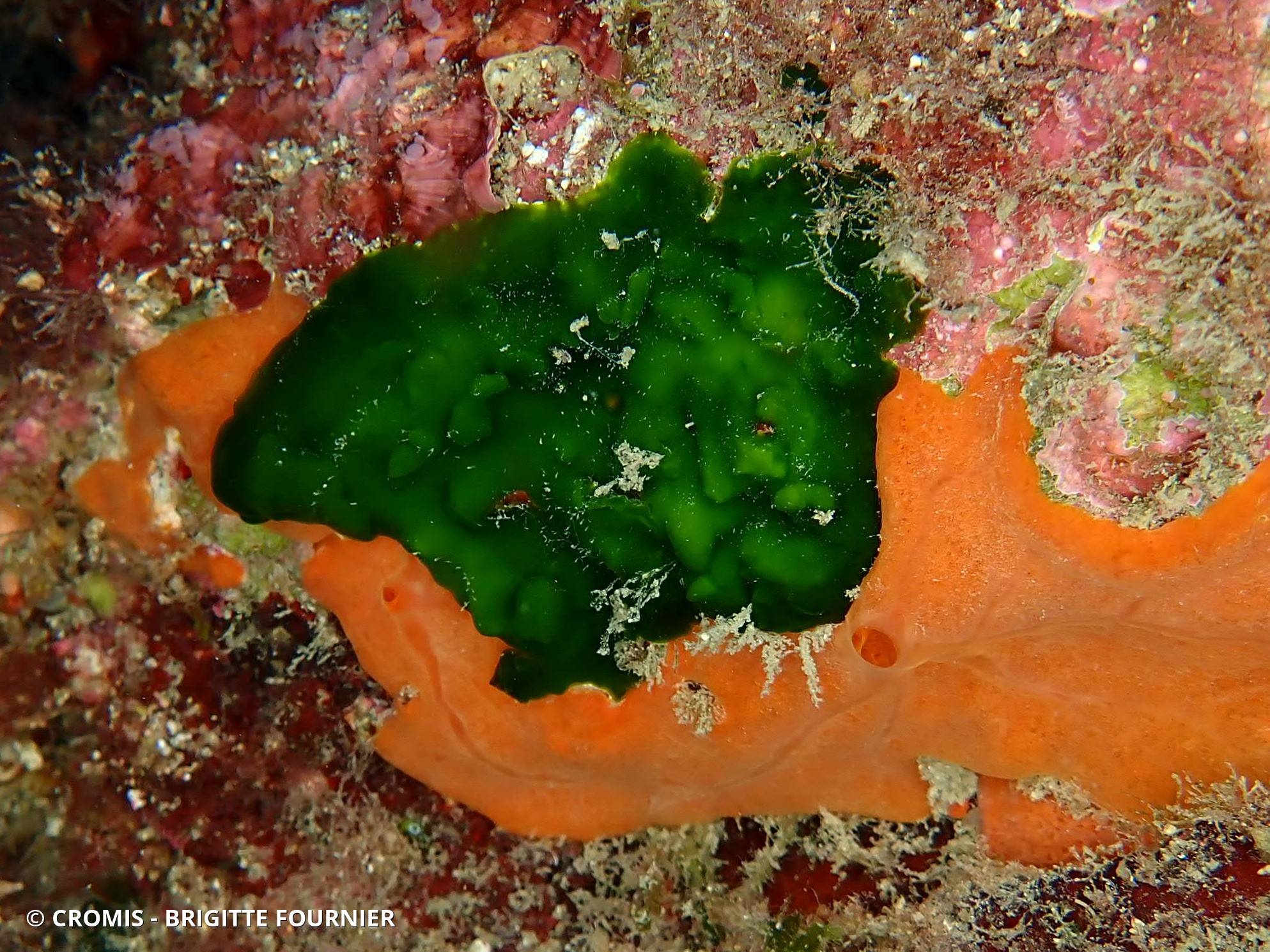 Palmophylle
