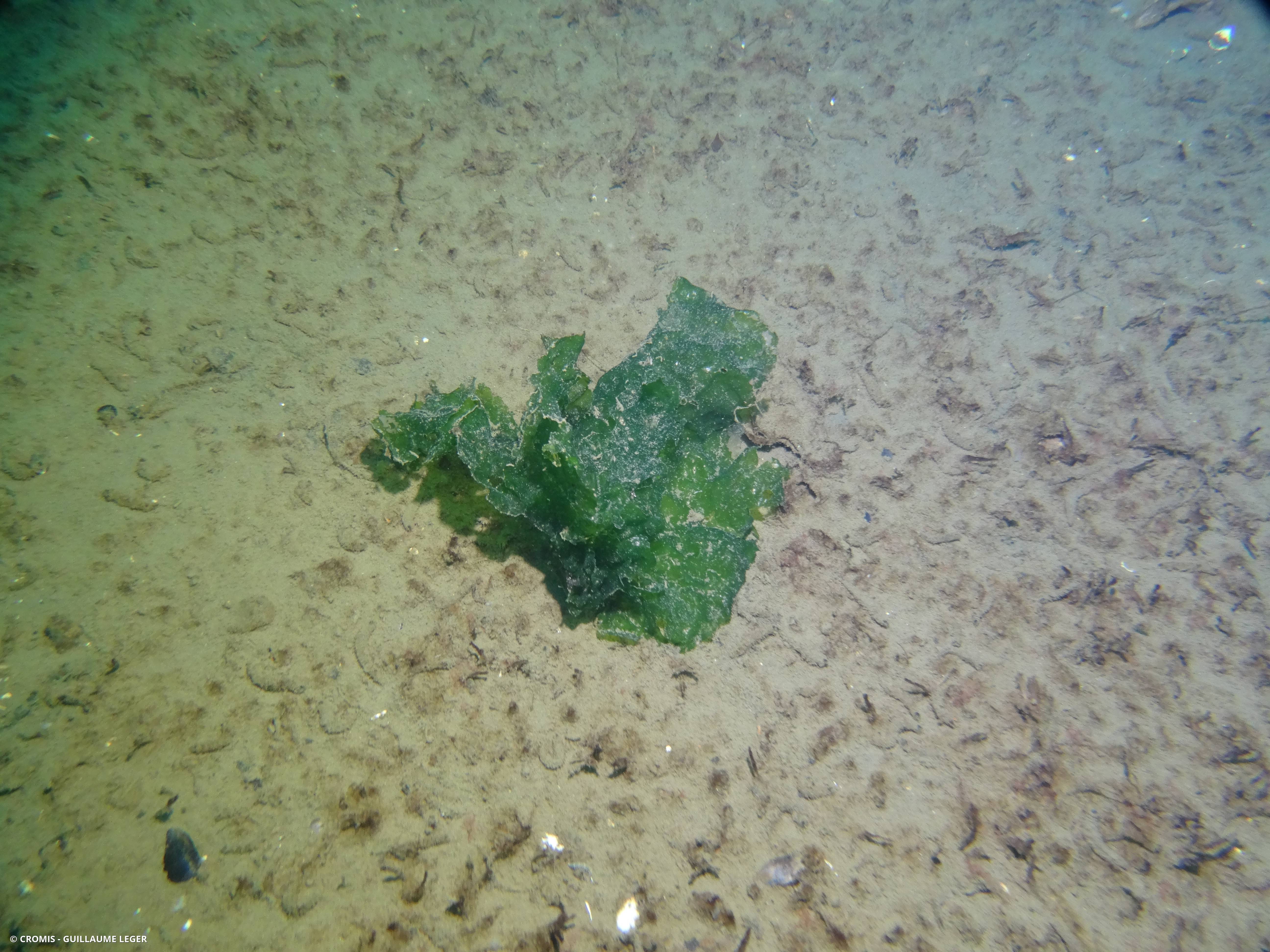 Ulve laitue de mer