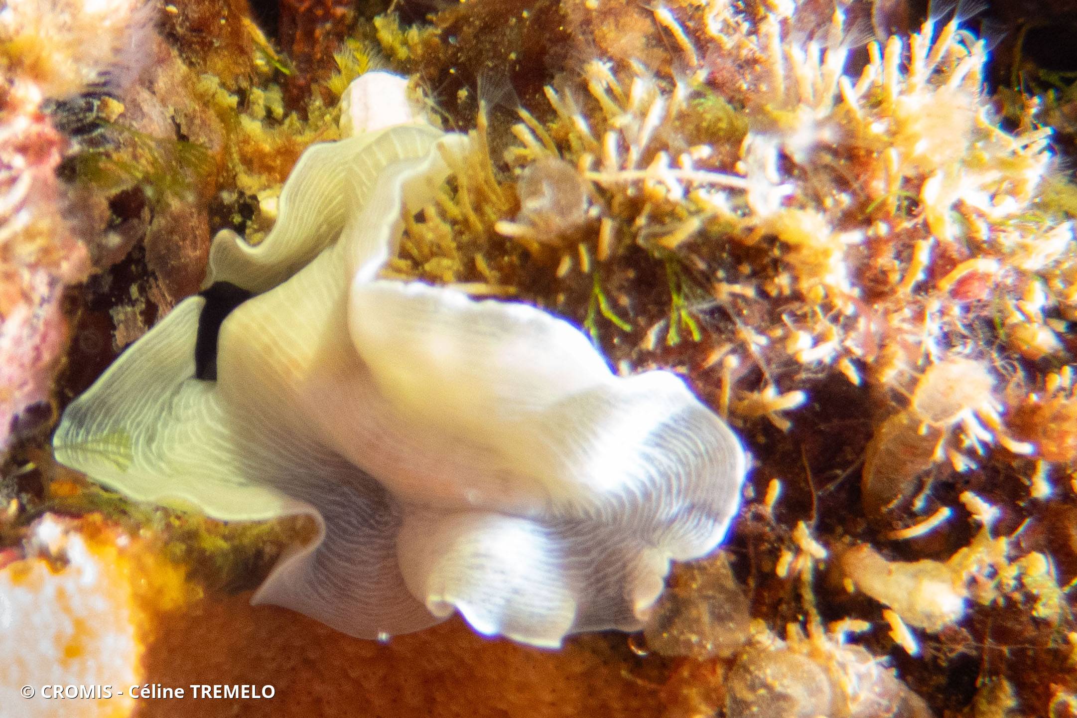 Ver plat albinos de Méditerranée