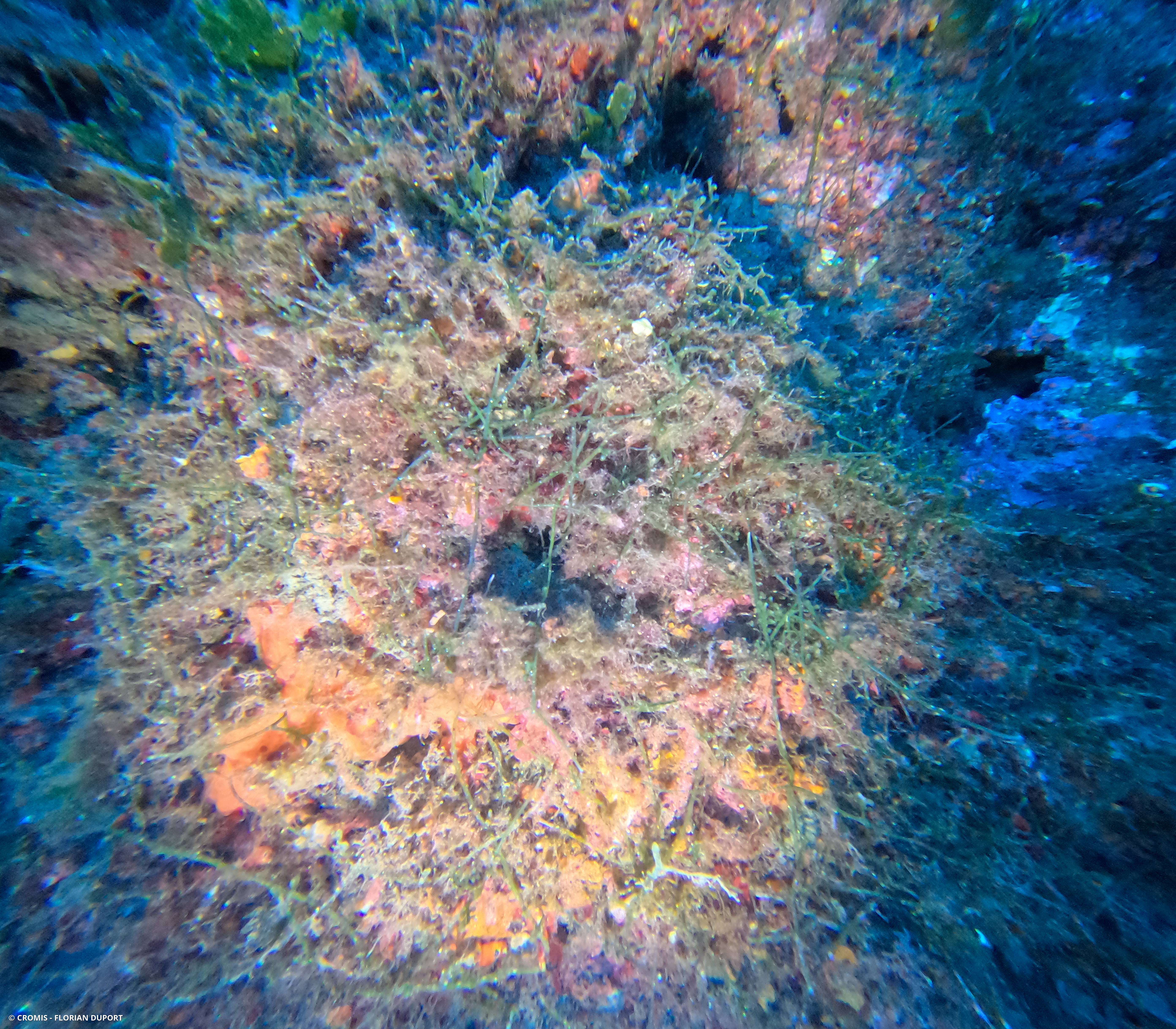 Caulerpe cylindracée