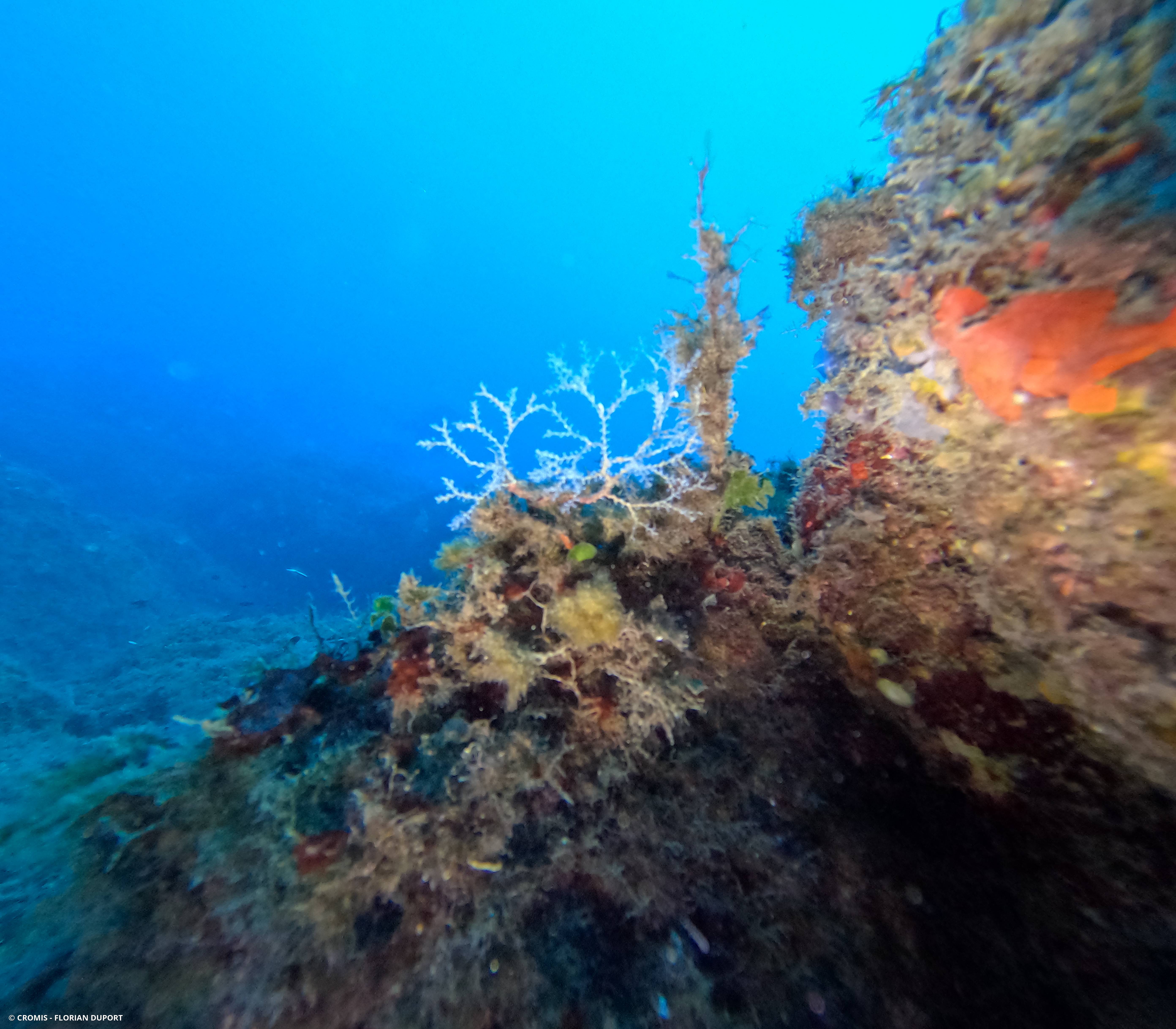 Bryozoaire inopiné