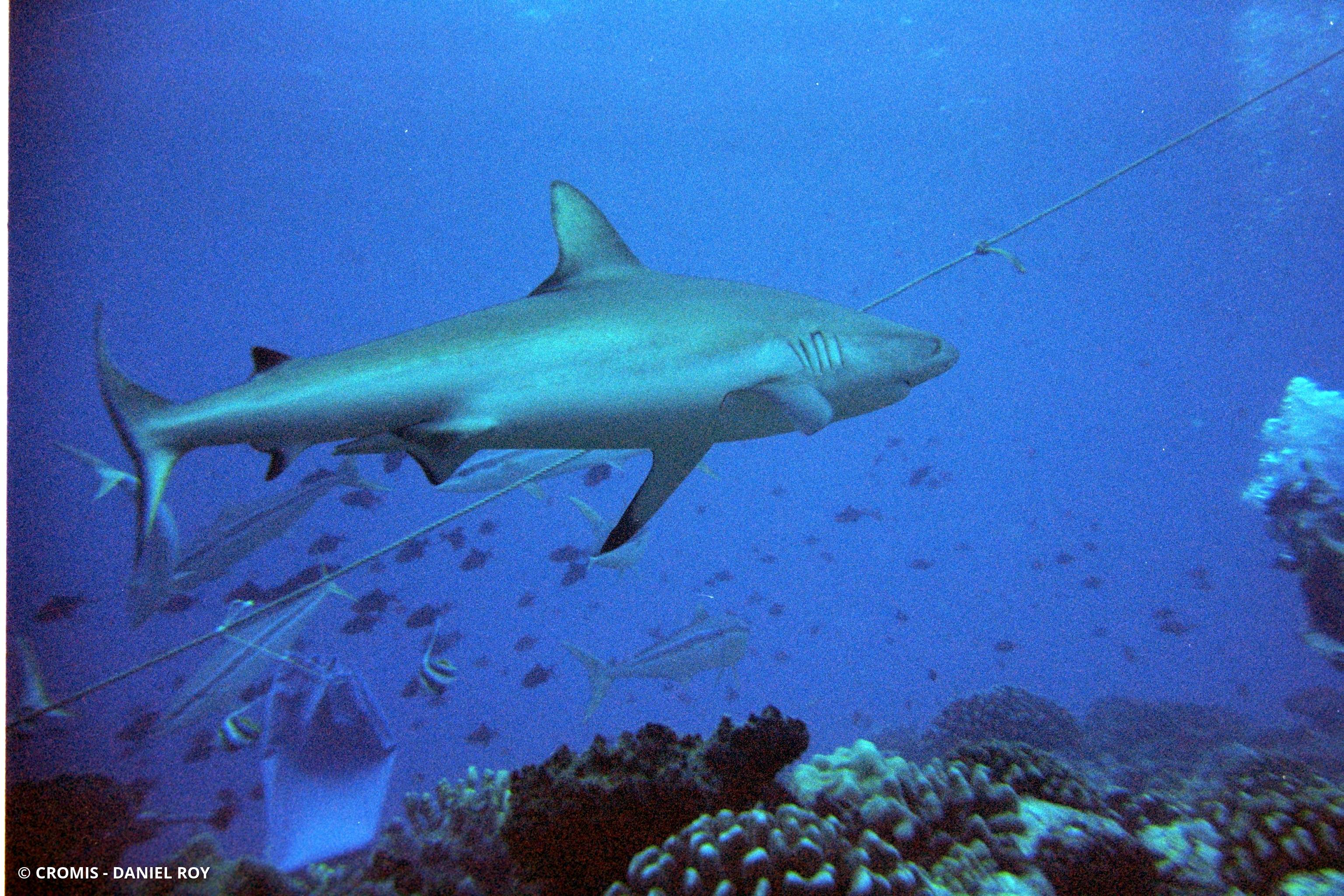 Requin gris de récif