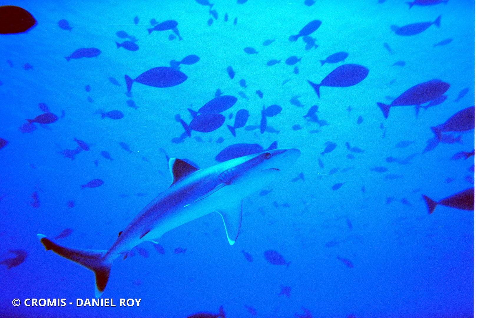 Requin pointes blanches de récif