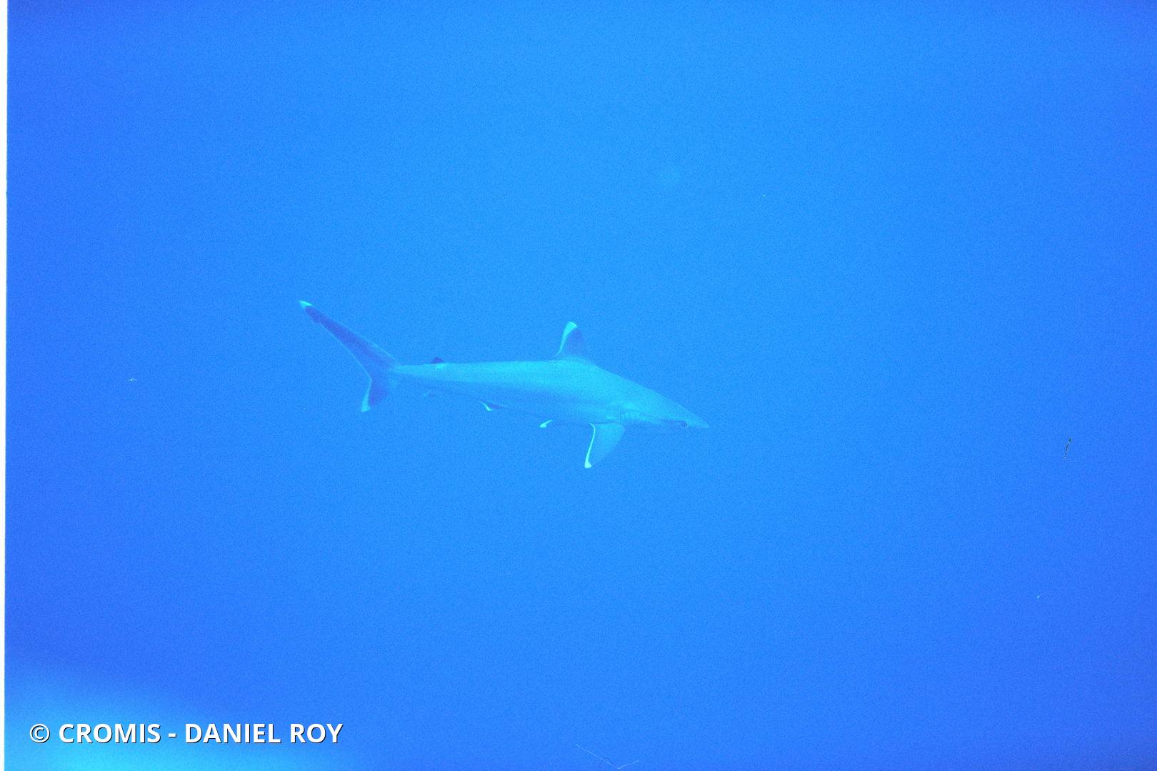 Requin pointes blanches de récif
