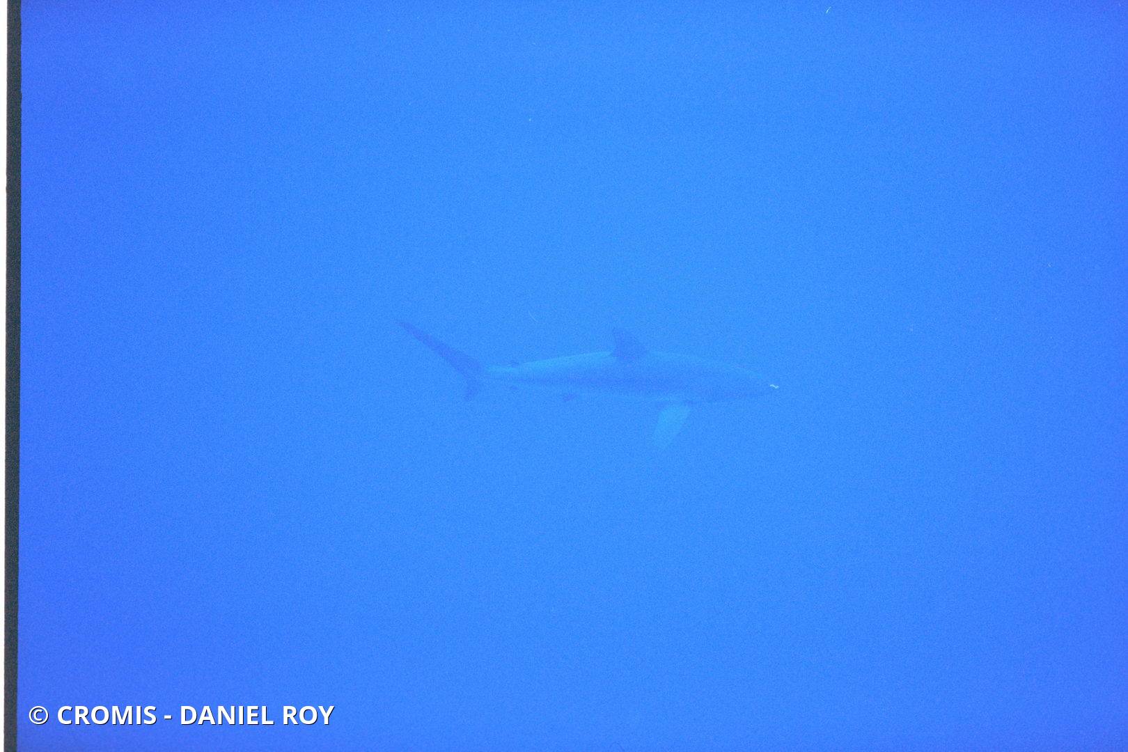 Requin soyeux