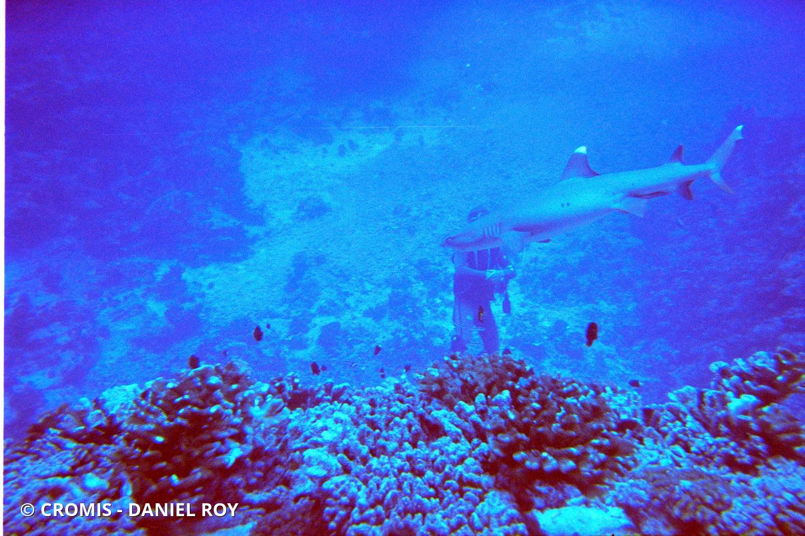 Requin corail