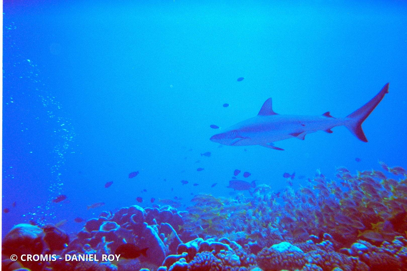 Requin gris de récif