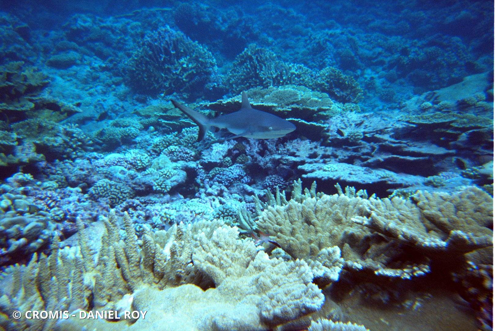 Requin gris de récif
