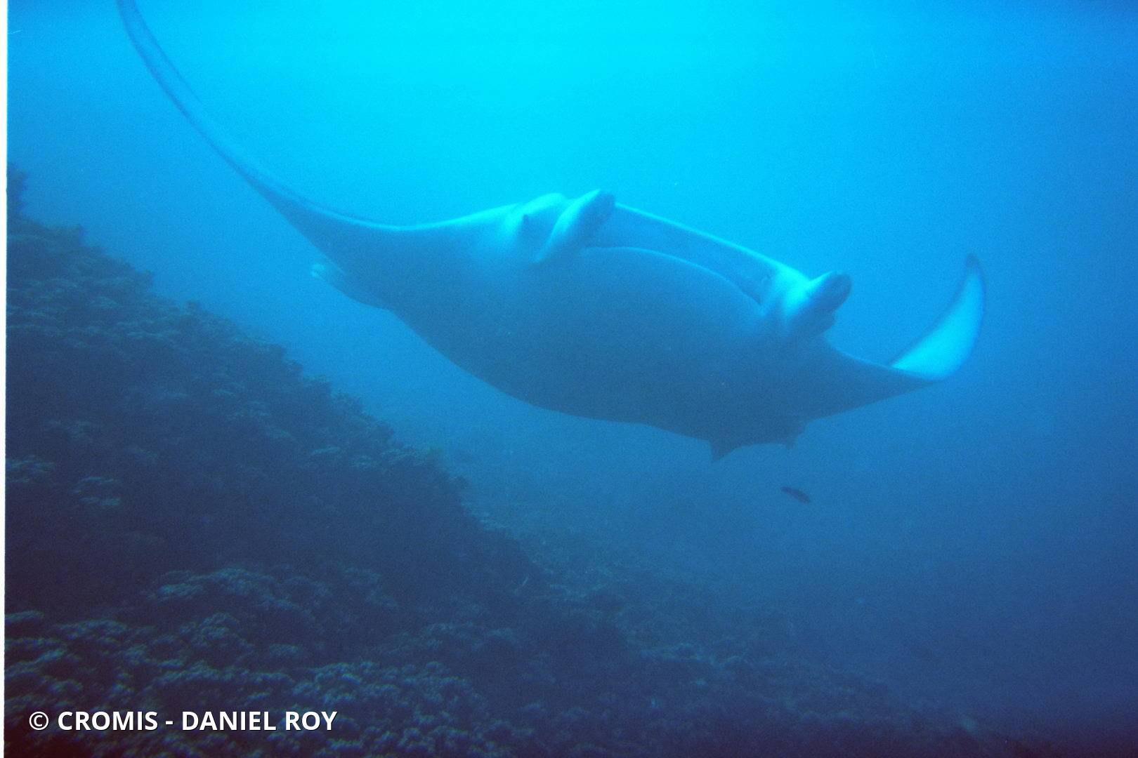 Manta géante
