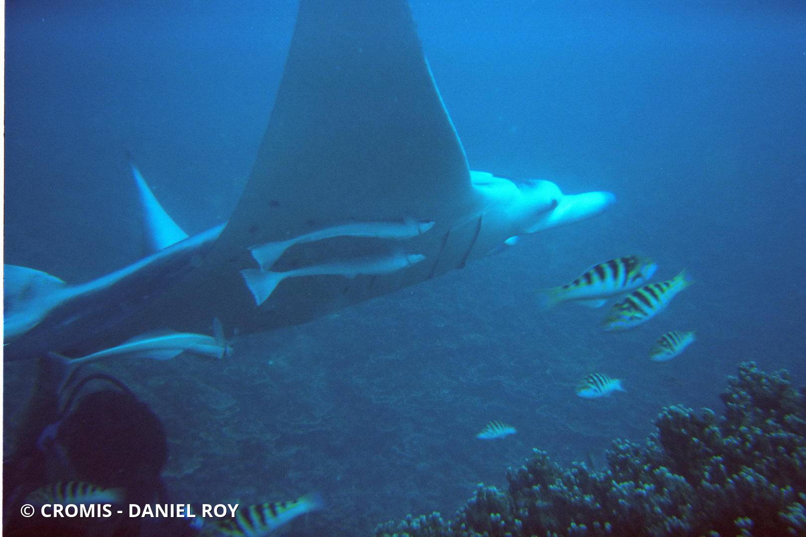 Manta géante