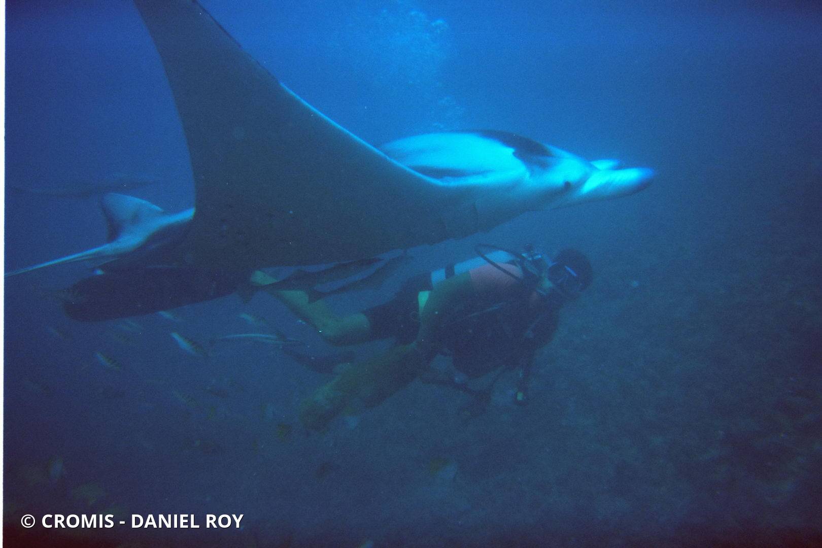 Manta géante