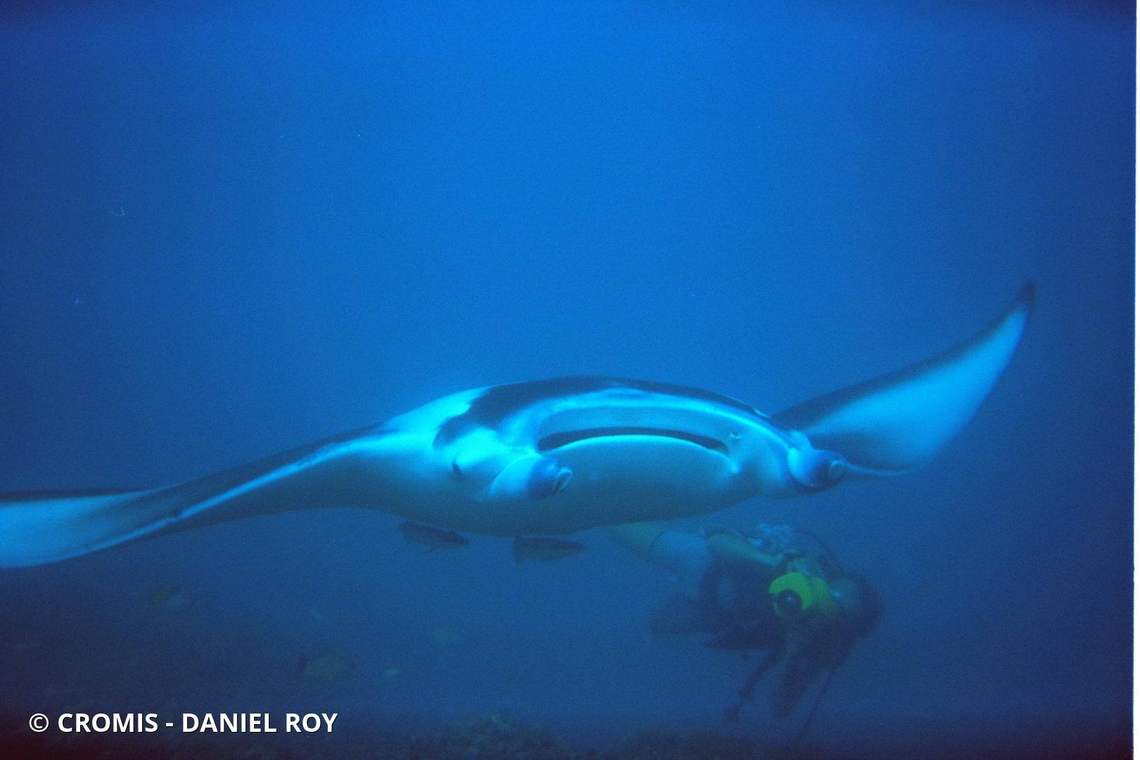 Manta géante